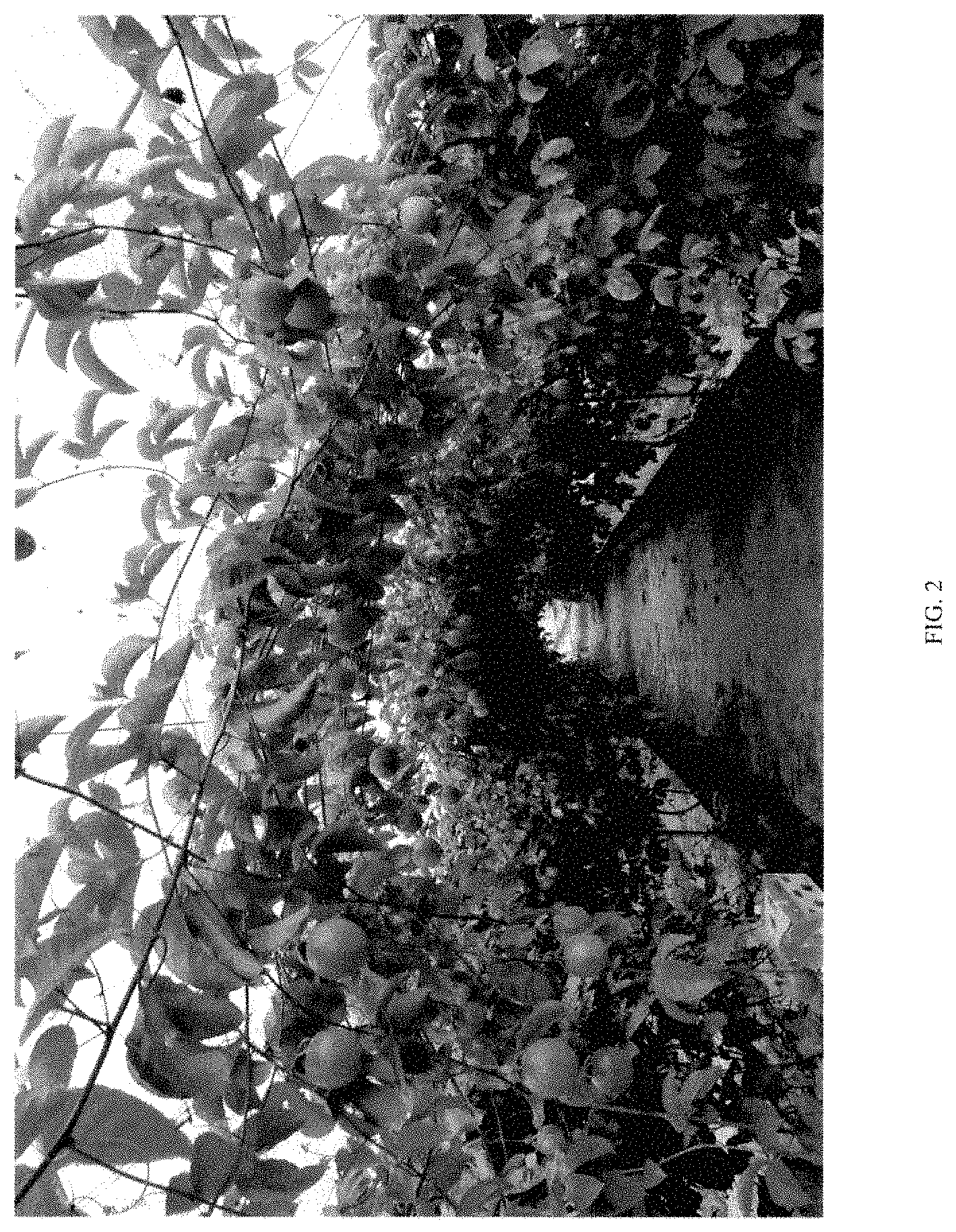 Patent USPP035408 Figure 2 – Passion fruit plant ‘Grand Passion’
