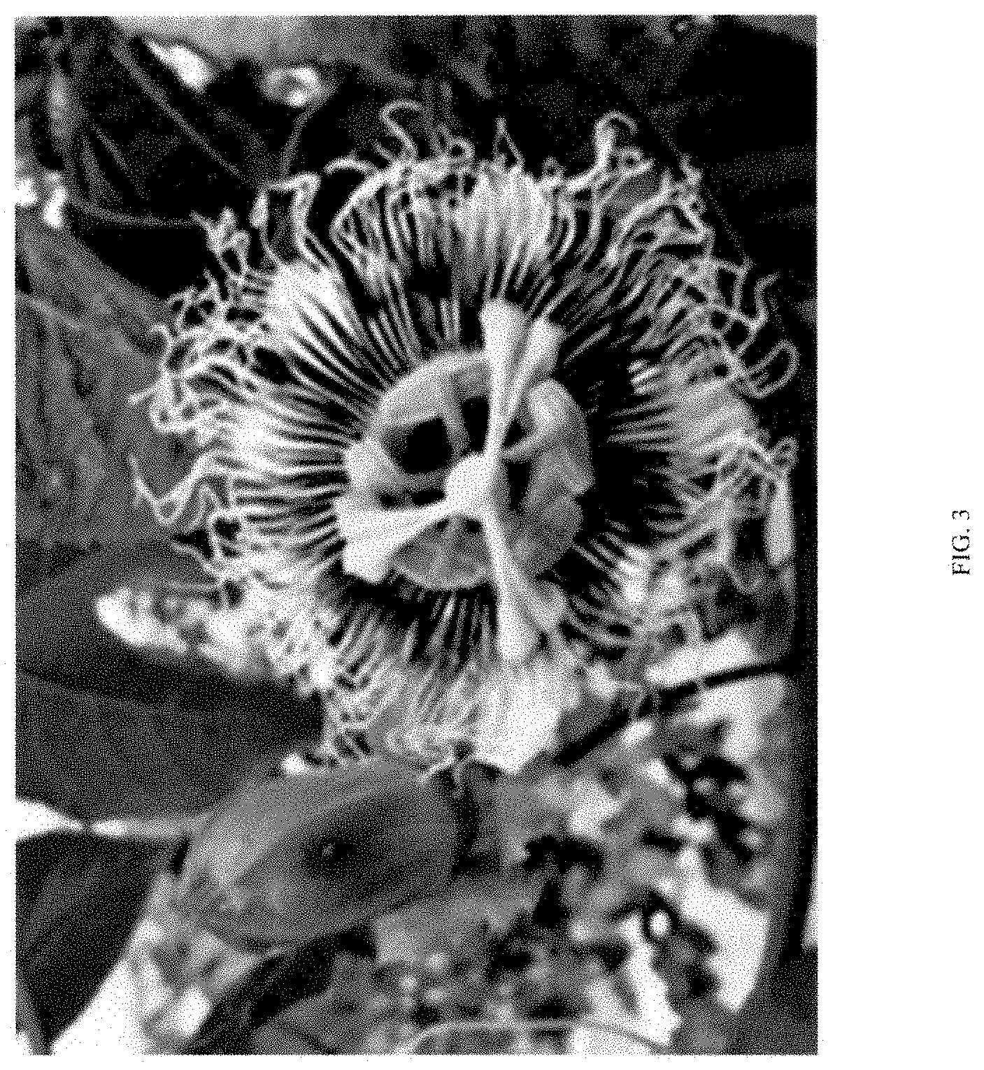 Patent USPP035408 Figure 3 – Passion fruit plant ‘Grand Passion’