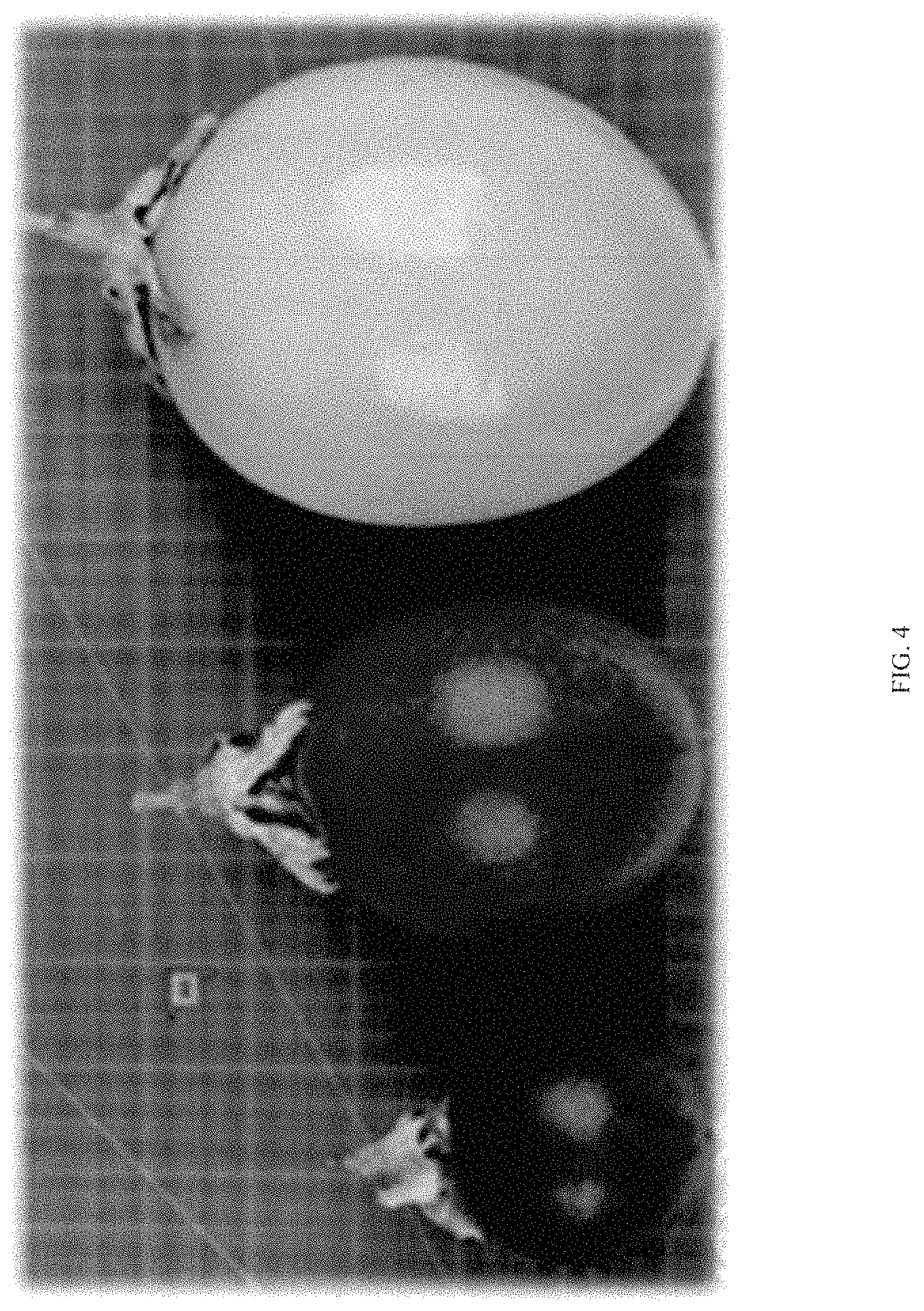 Patent USPP035408 Figure 4 – Passion fruit plant ‘Grand Passion’