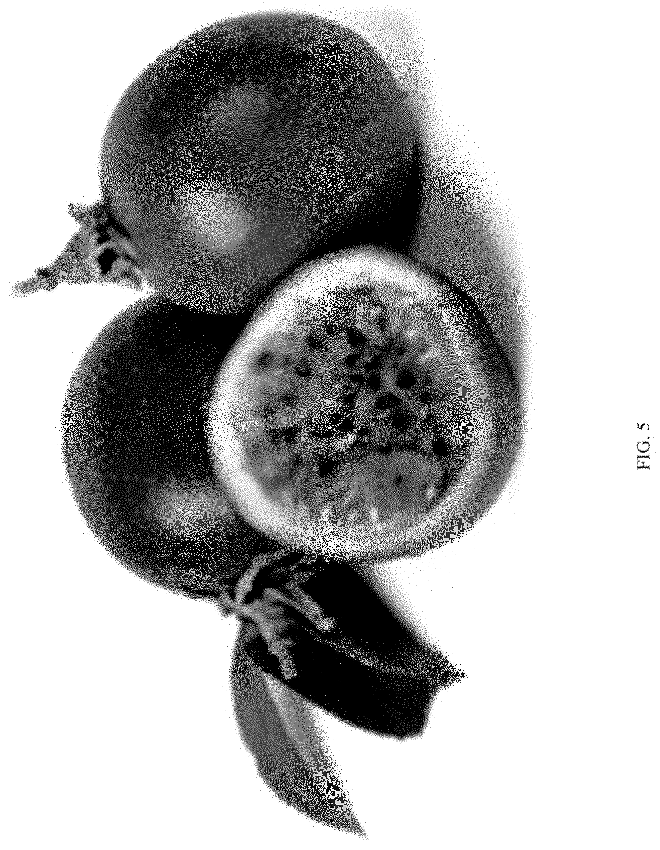 Patent USPP035408 Figure 5 – Passion fruit plant ‘Grand Passion’
