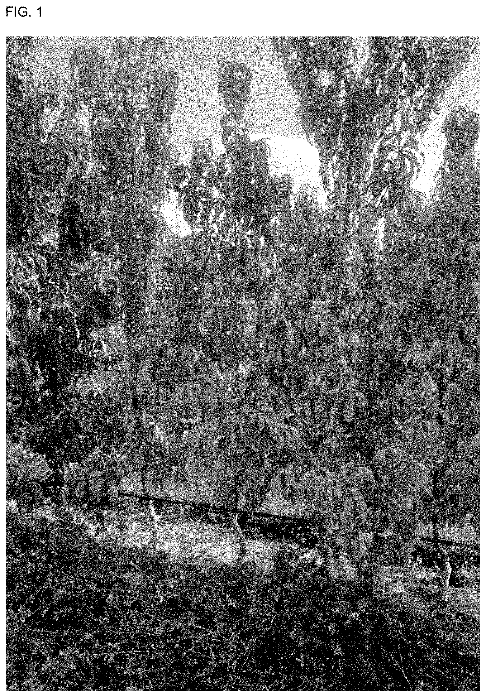 Patent USPP035409 Figure 1 – White nectarine tree named ‘NECTARDALI’