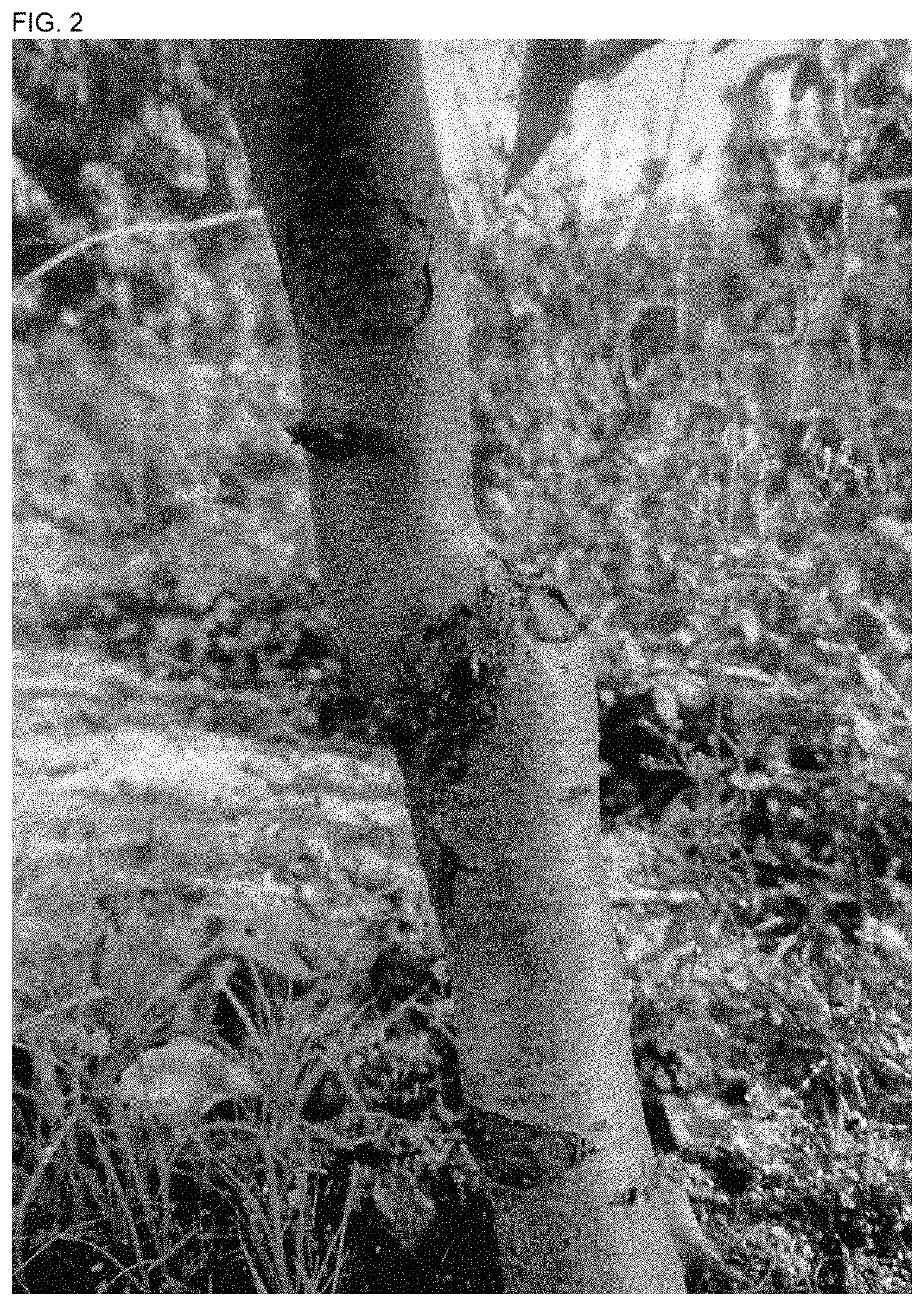 Patent USPP035409 Figure 2 – White nectarine tree named ‘NECTARDALI’
