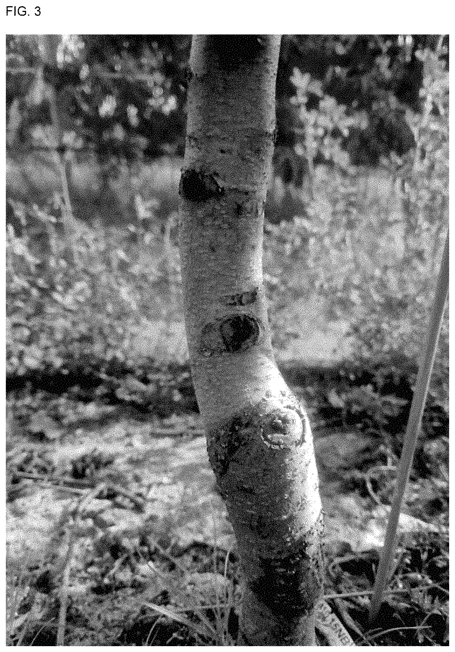 Patent USPP035409 Figure 3 – White nectarine tree named ‘NECTARDALI’