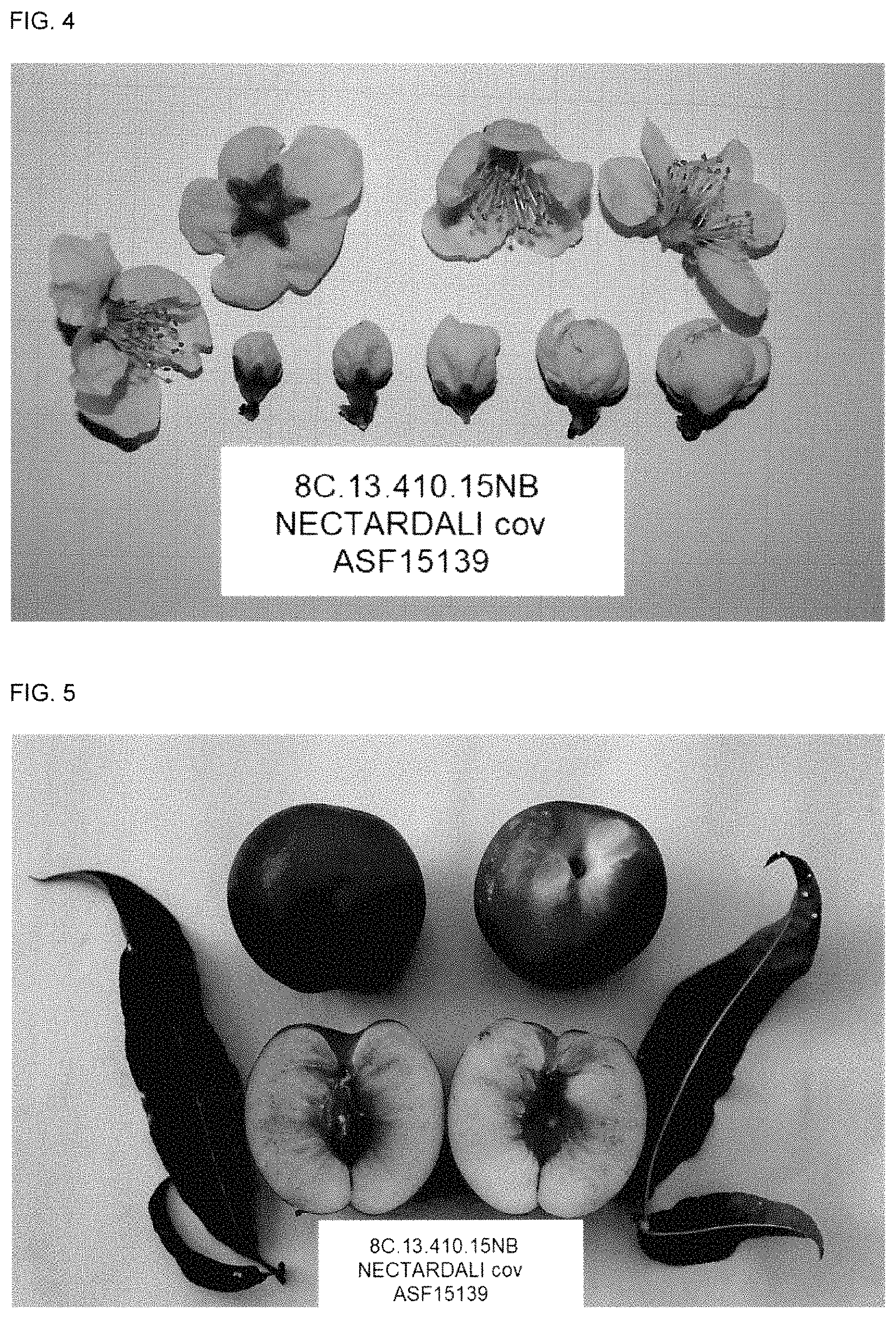 Patent USPP035409 Figure 4 – White nectarine tree named ‘NECTARDALI’
