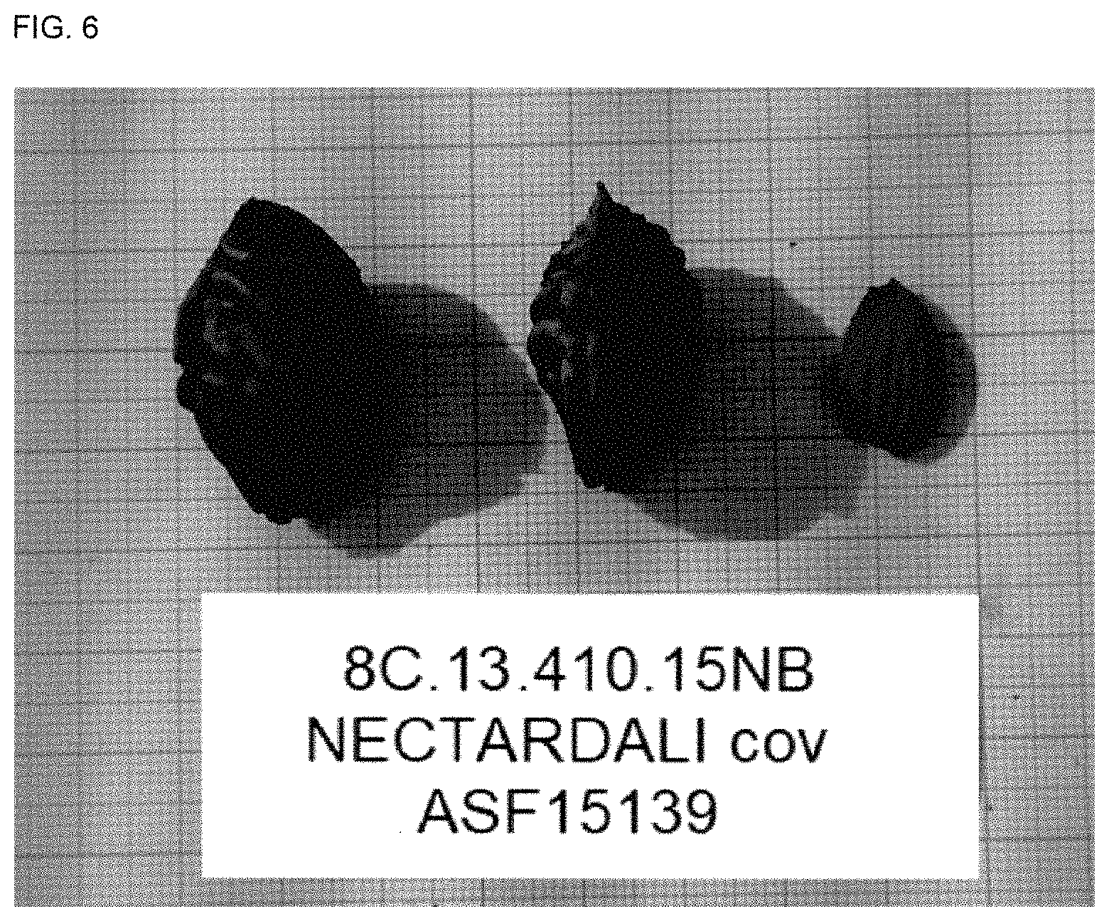 Patent USPP035409 Figure 5 – White nectarine tree named ‘NECTARDALI’