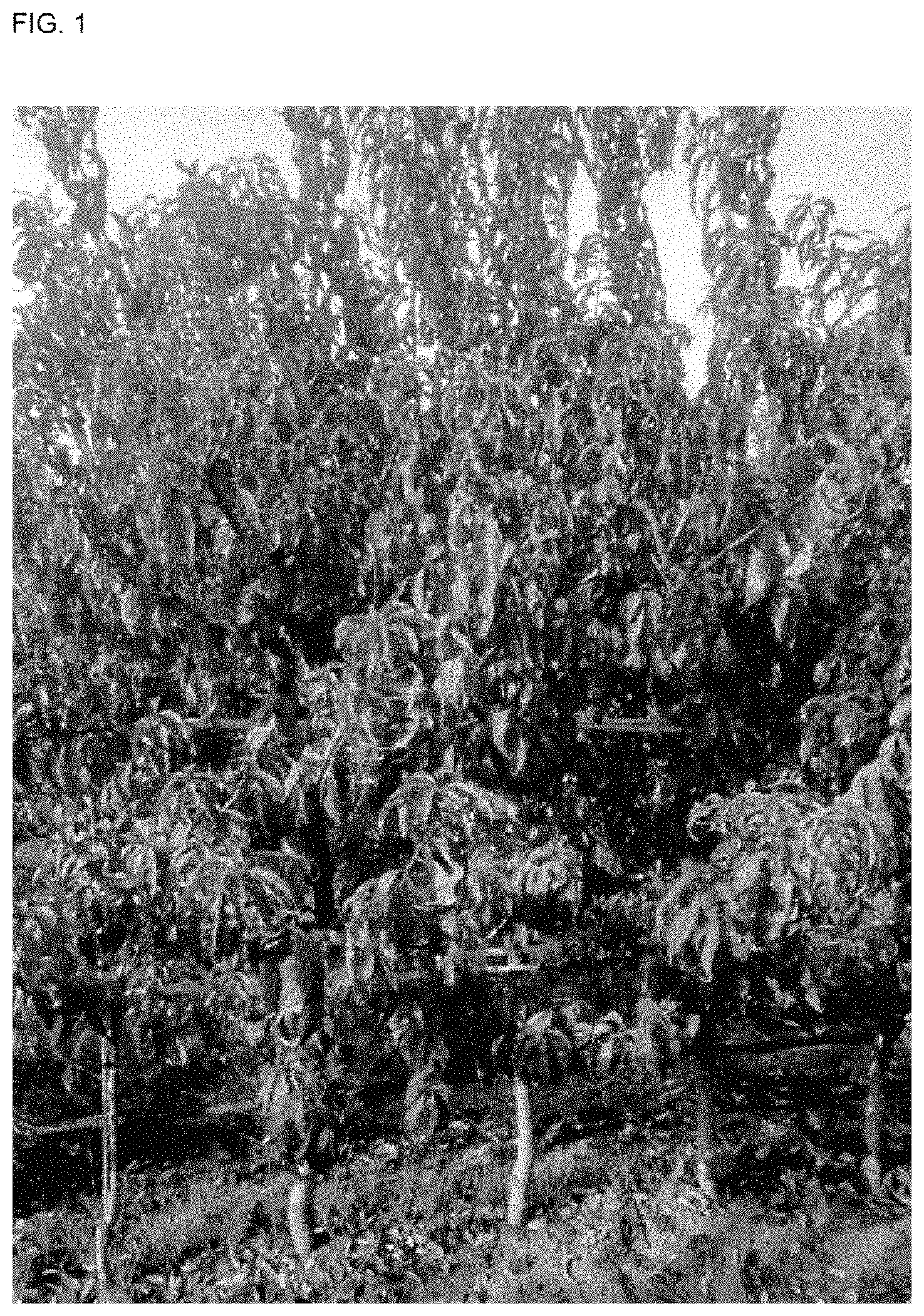 Patent USPP035410 Figure 1 – White peach tree named ‘SWEETJAZZY’