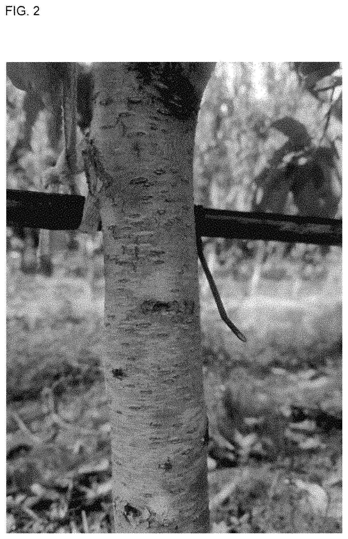 Patent USPP035410 Figure 2 – White peach tree named ‘SWEETJAZZY’