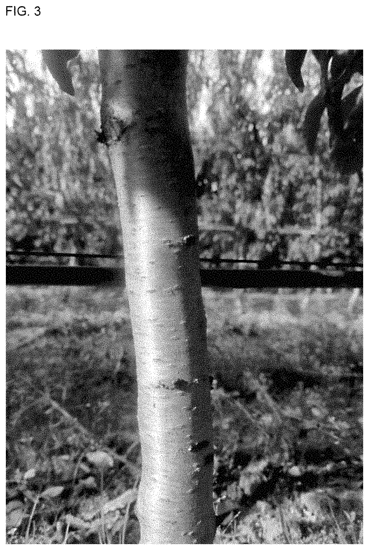 Patent USPP035410 Figure 3 – White peach tree named ‘SWEETJAZZY’