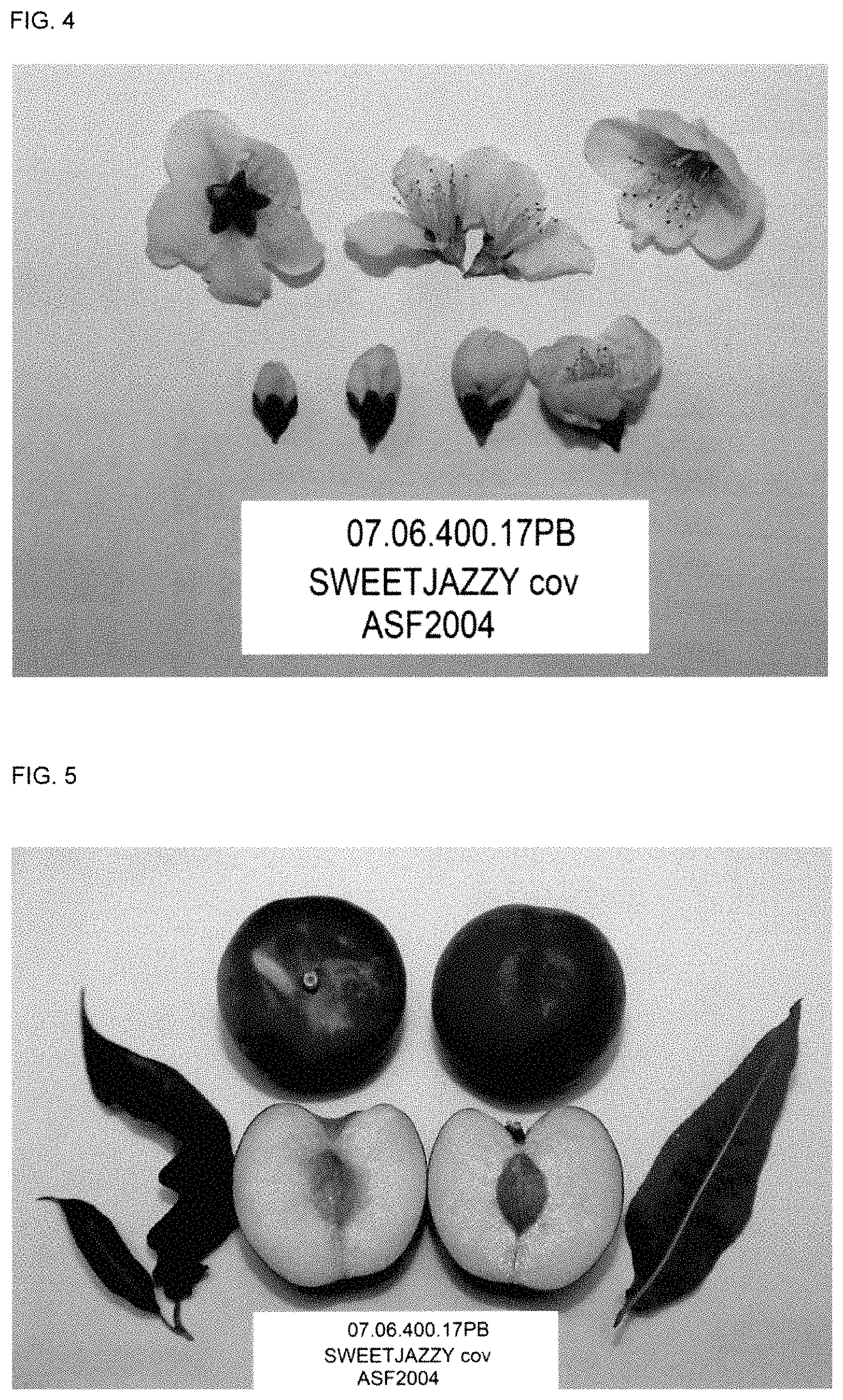 Patent USPP035410 Figure 4 – White peach tree named ‘SWEETJAZZY’