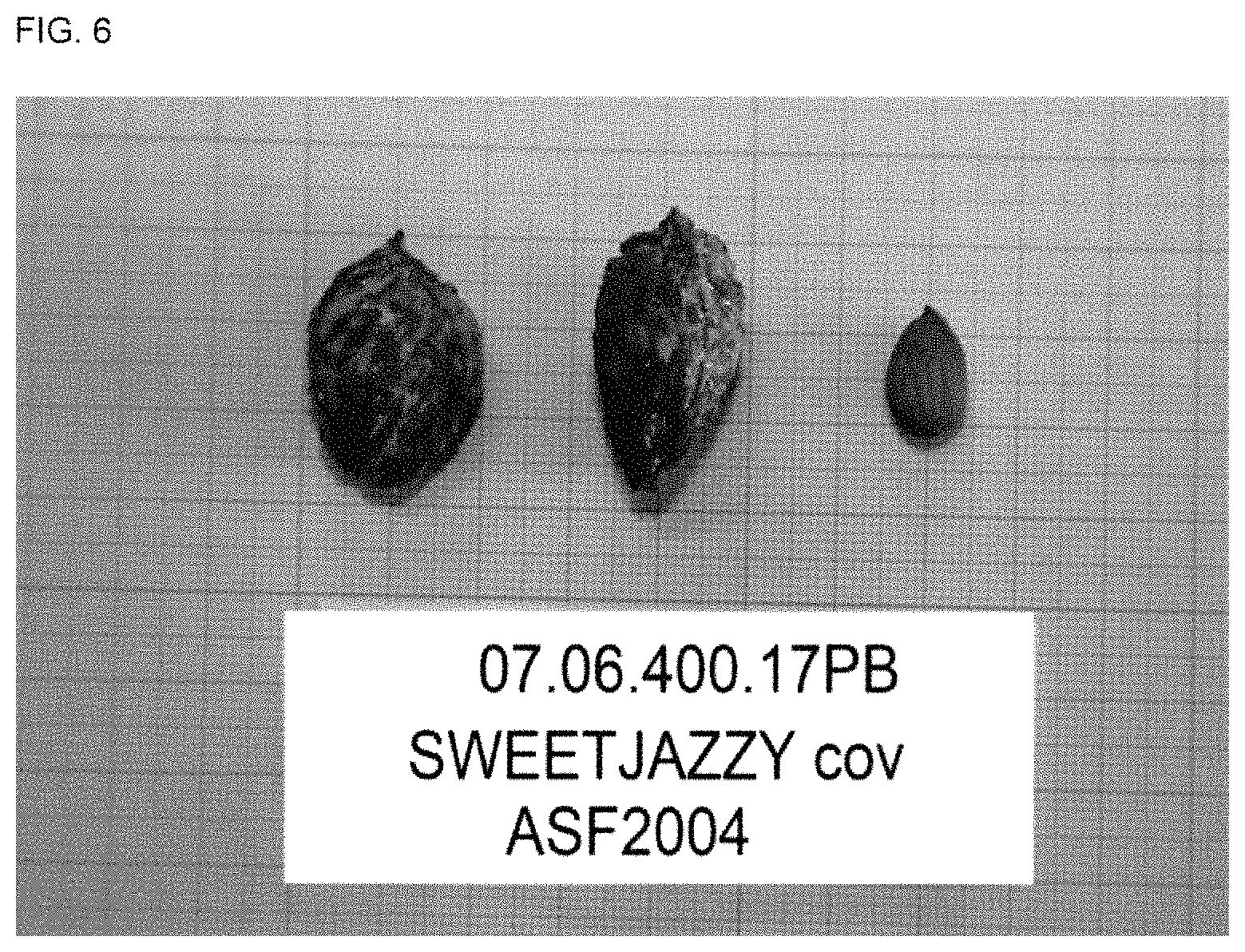 Patent USPP035410 Figure 5 – White peach tree named ‘SWEETJAZZY’