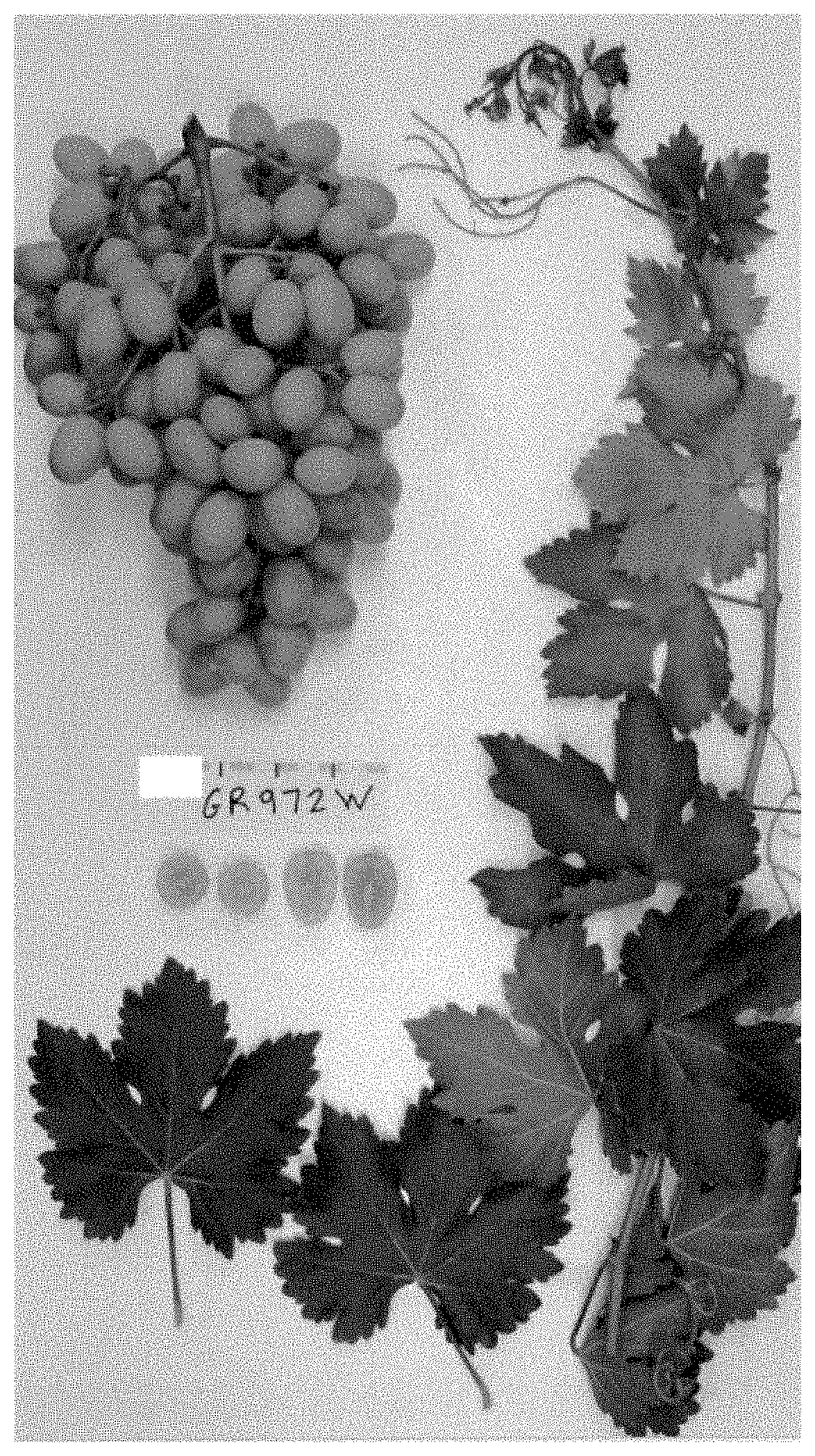 Patent USPP035411 Figure 1 – Grapevine plant named ‘Sugra63’