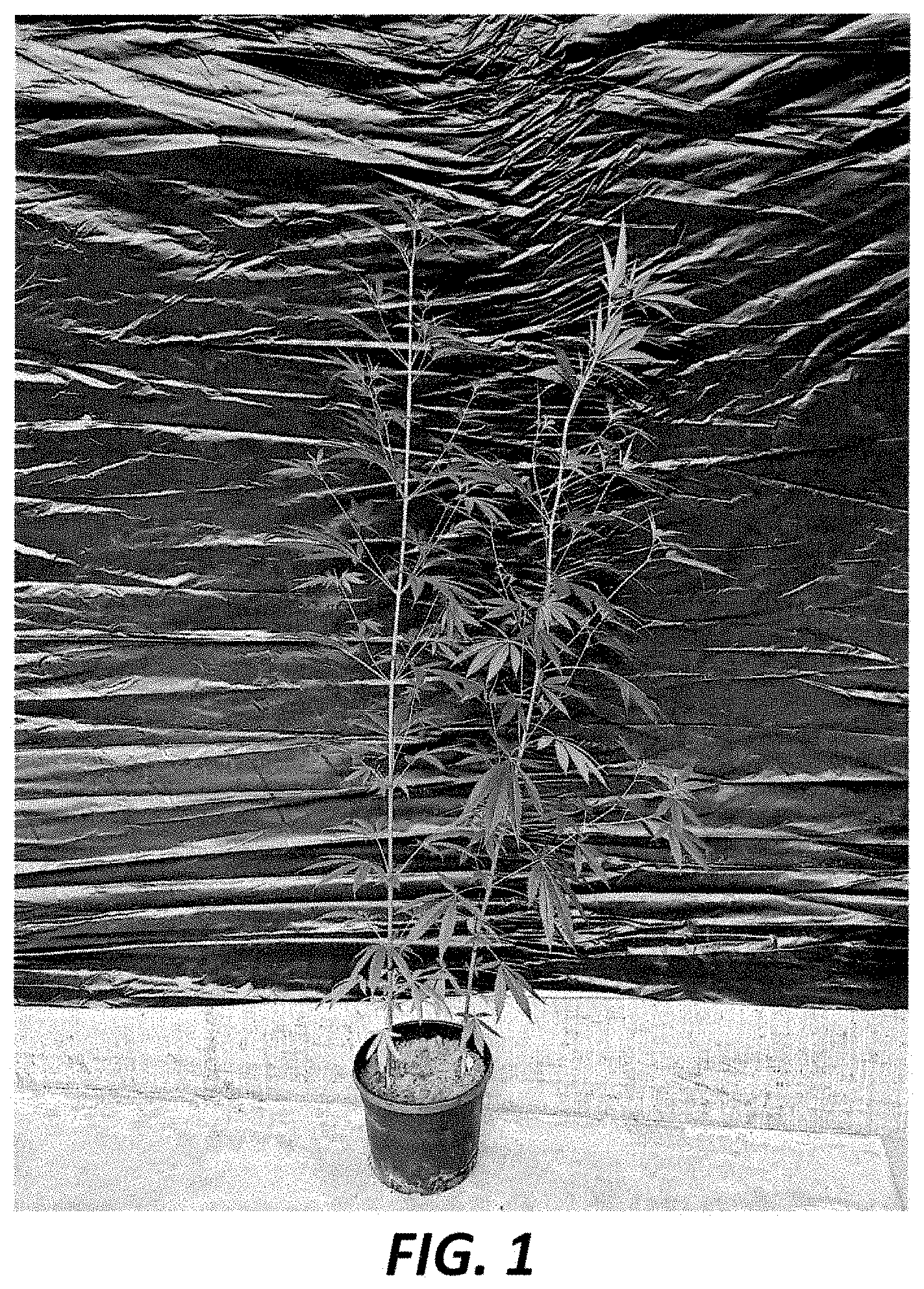 Patent USPP035412 Figure 1 – Hemp plant named ‘CAF#13/2020’