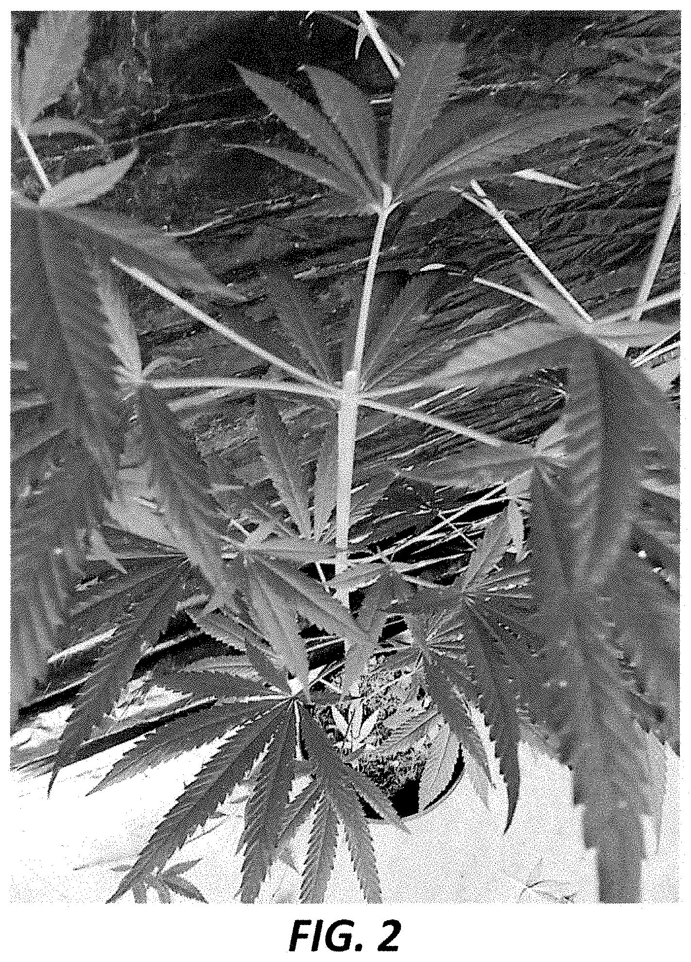 Patent USPP035412 Figure 2 – Hemp plant named ‘CAF#13/2020’