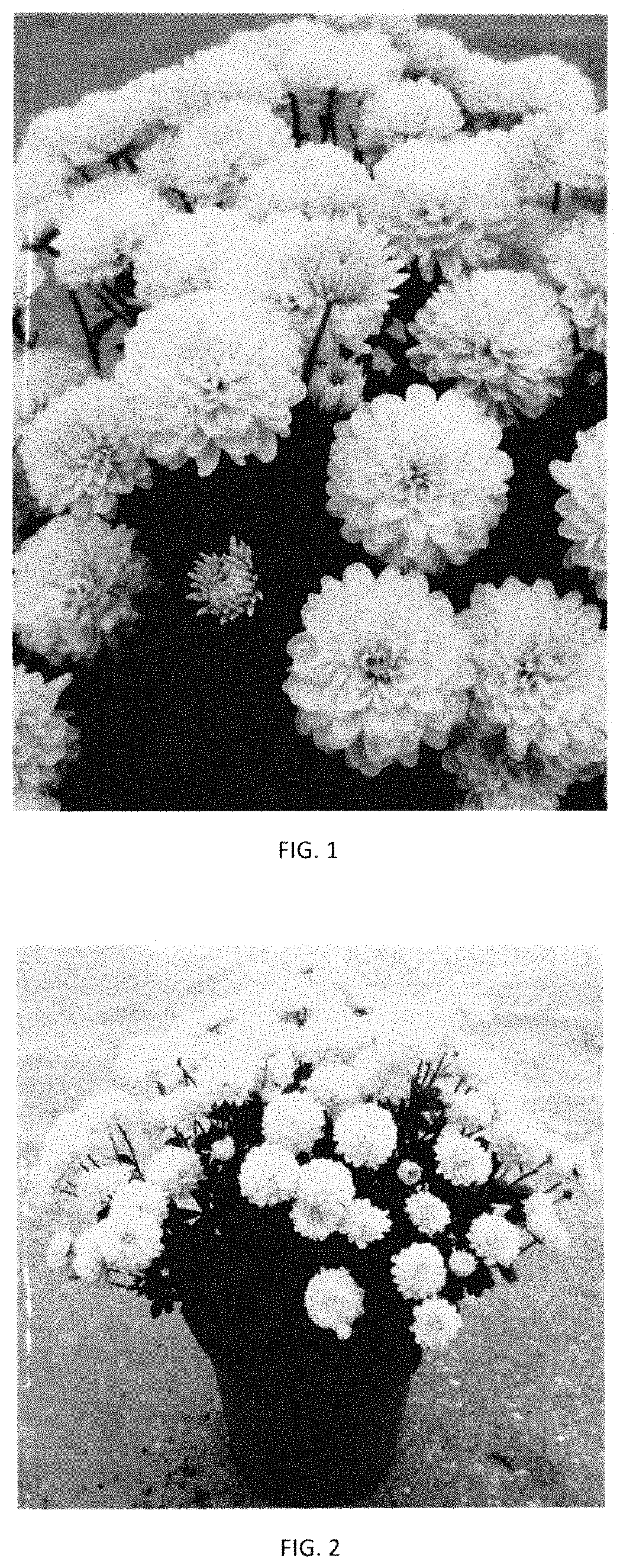 Patent USPP035413 Figure 1 – Chrysanthemum plant named ‘CIFZ0089’