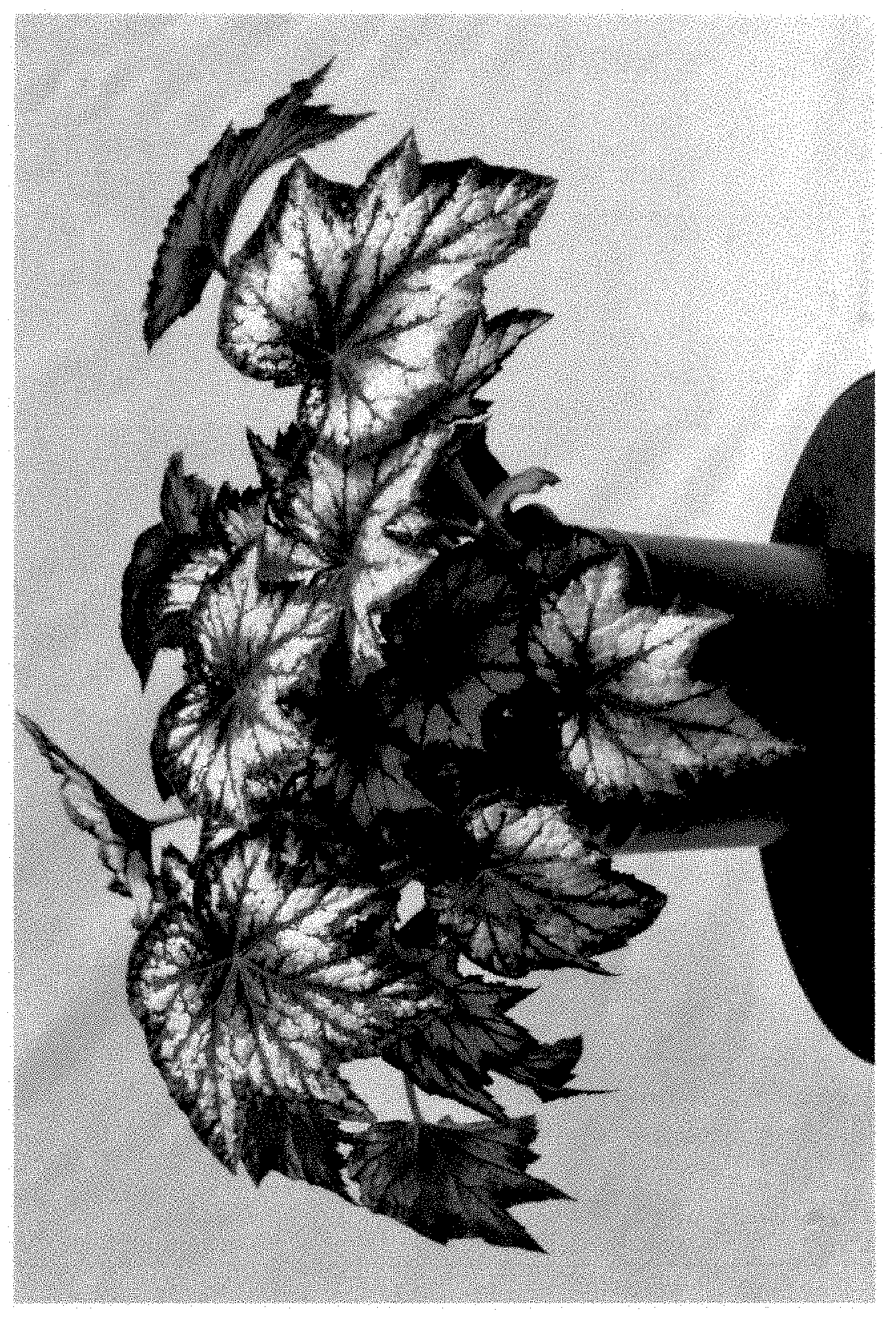 Patent USPP035414 Figure 1 – Begonia plant named ‘BBEN033-0’