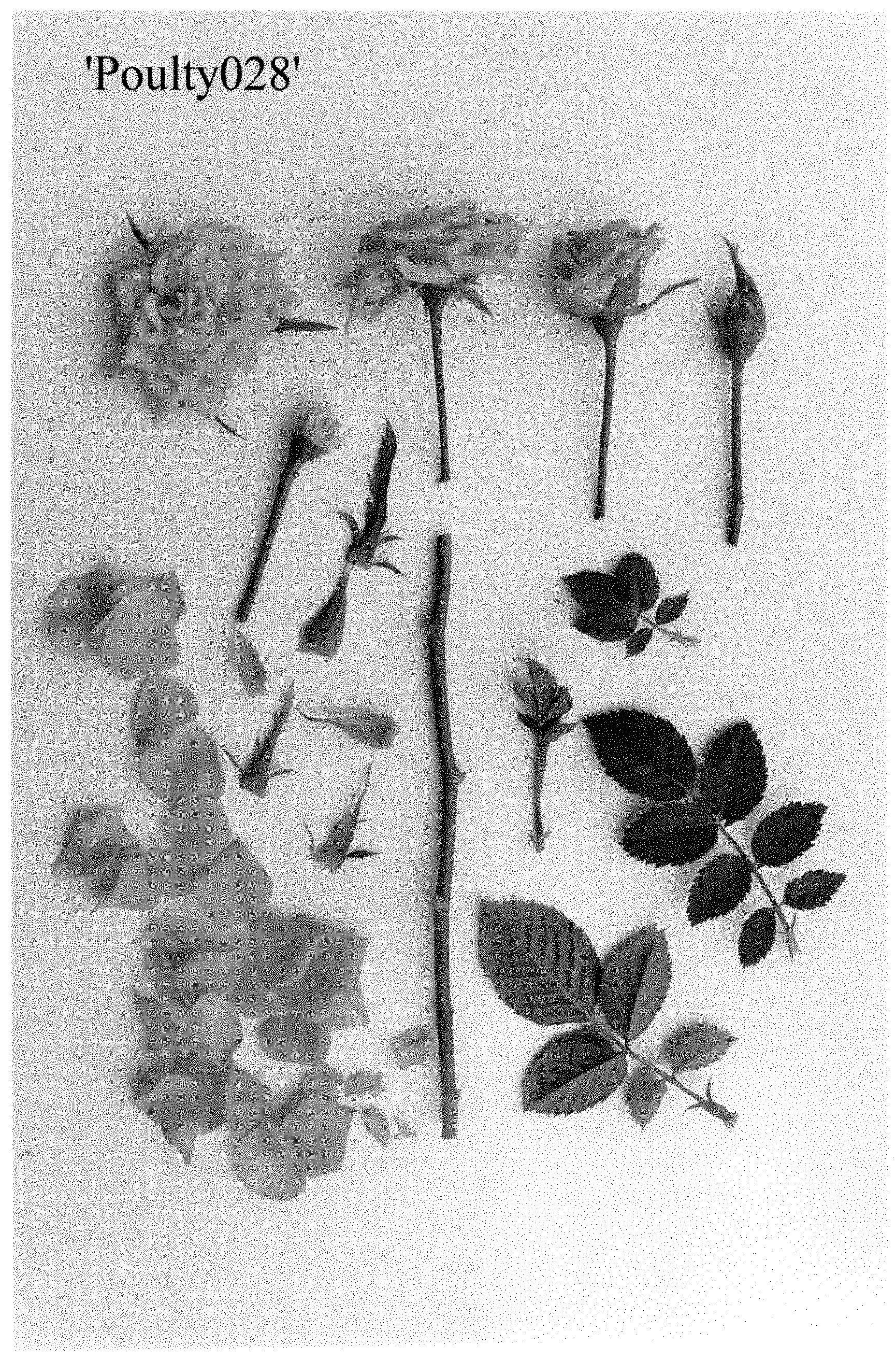 Patent USPP035415 — Rose plant named ‘Poulty028’ — Figure 1