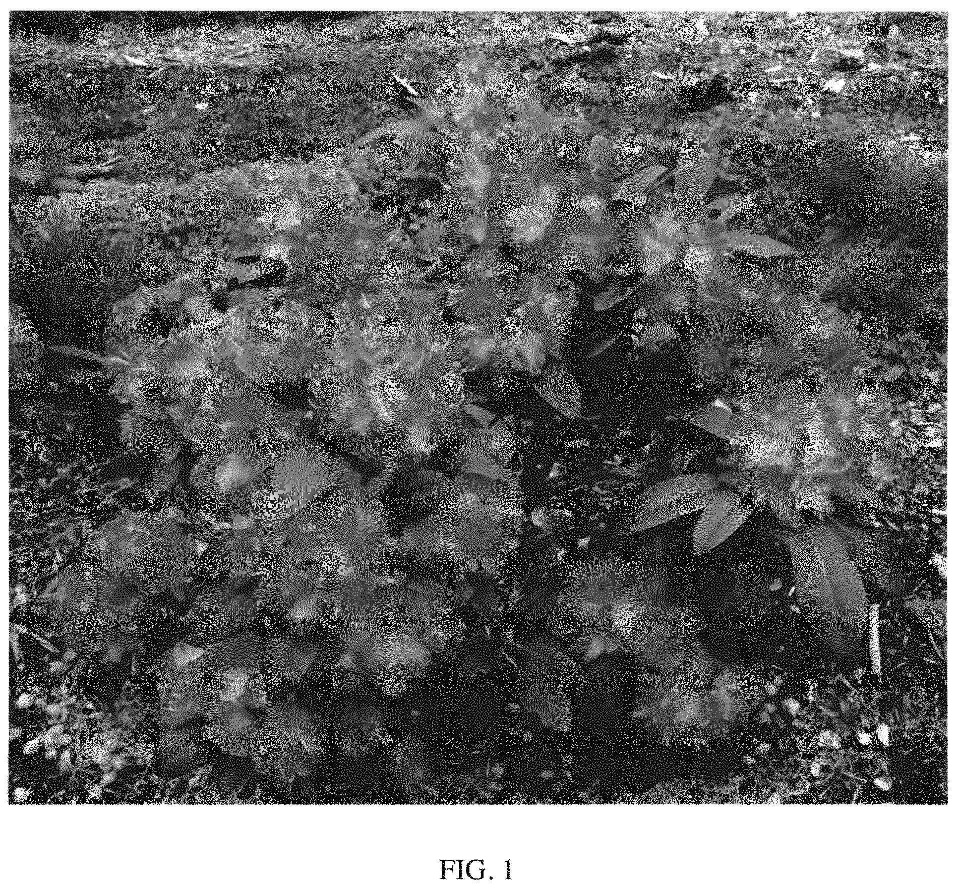 Patent USPP035416 Figure 1 – Rhododendron plant named ‘HoldenRhodo221’