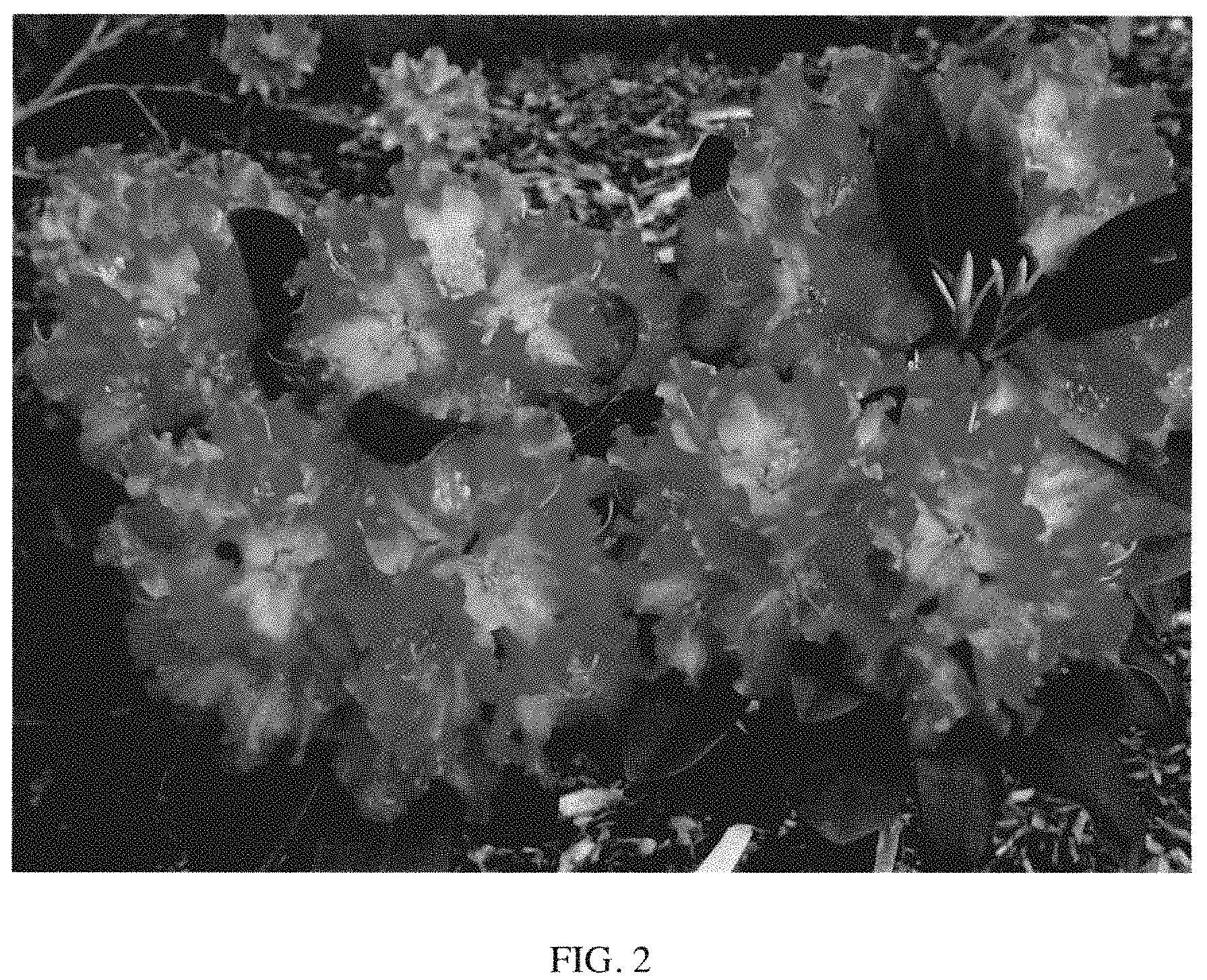 Patent USPP035416 Figure 2 – Rhododendron plant named ‘HoldenRhodo221’