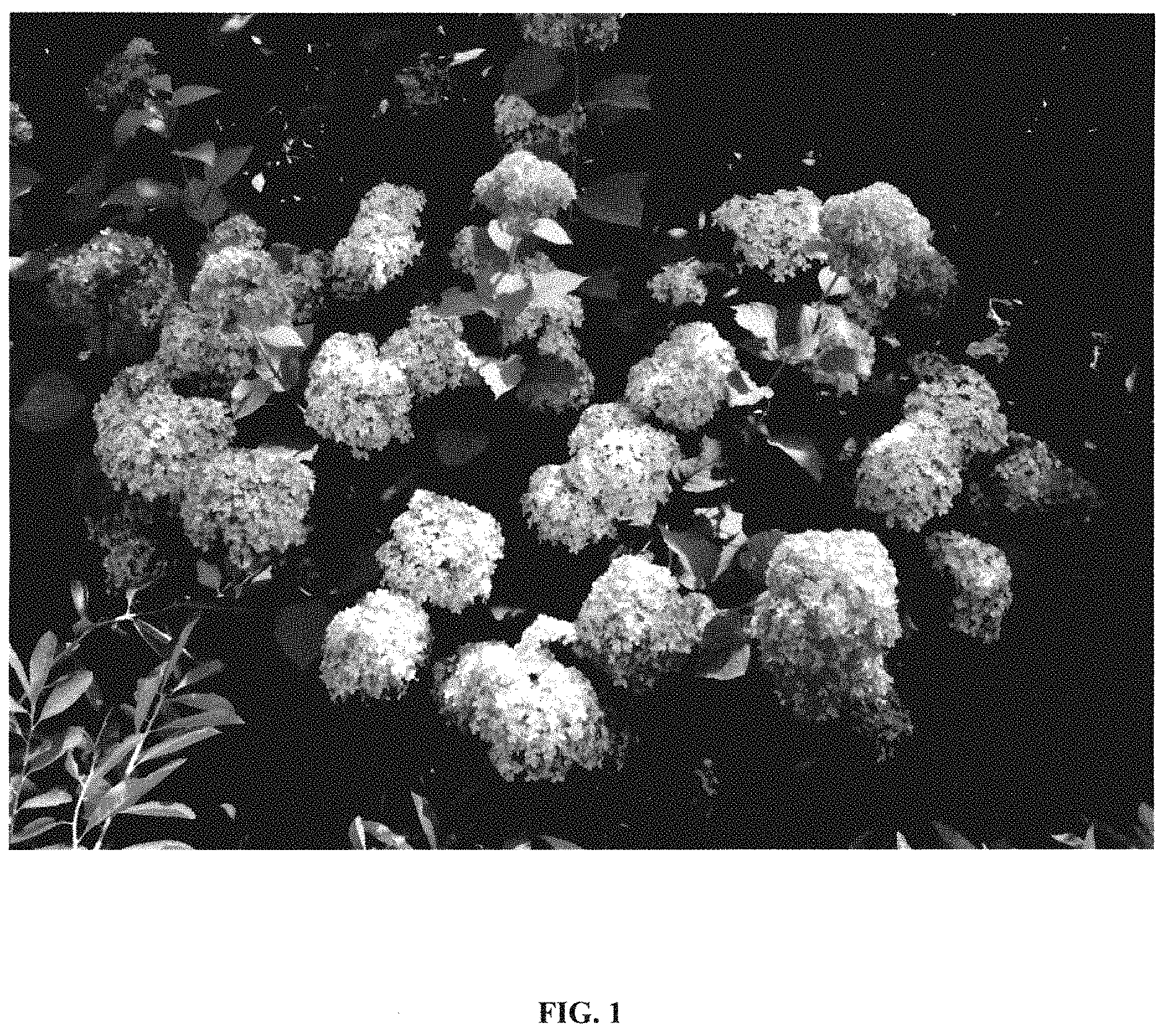 Patent USPP035417 Figure 1 – Hydrangea plant named ‘Bokodapi’
