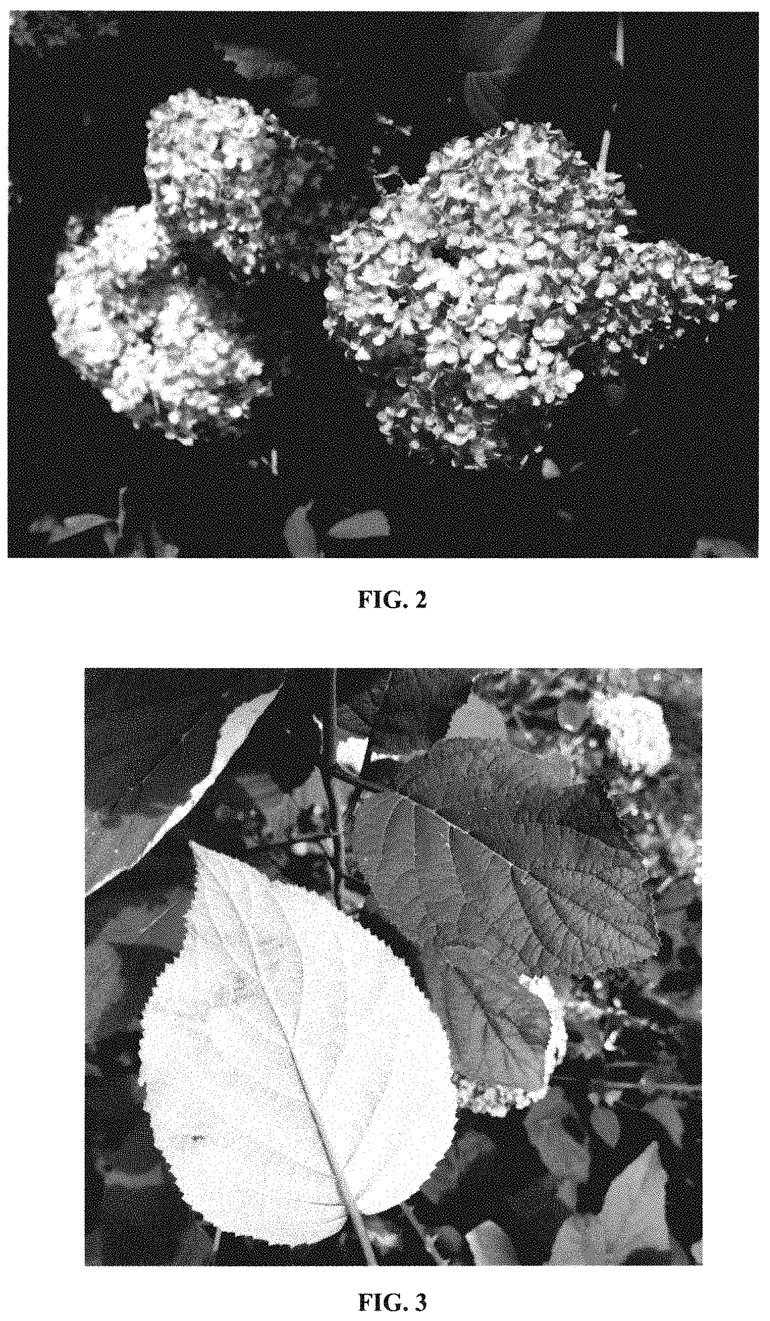 Patent USPP035417 Figure 2 – Hydrangea plant named ‘Bokodapi’