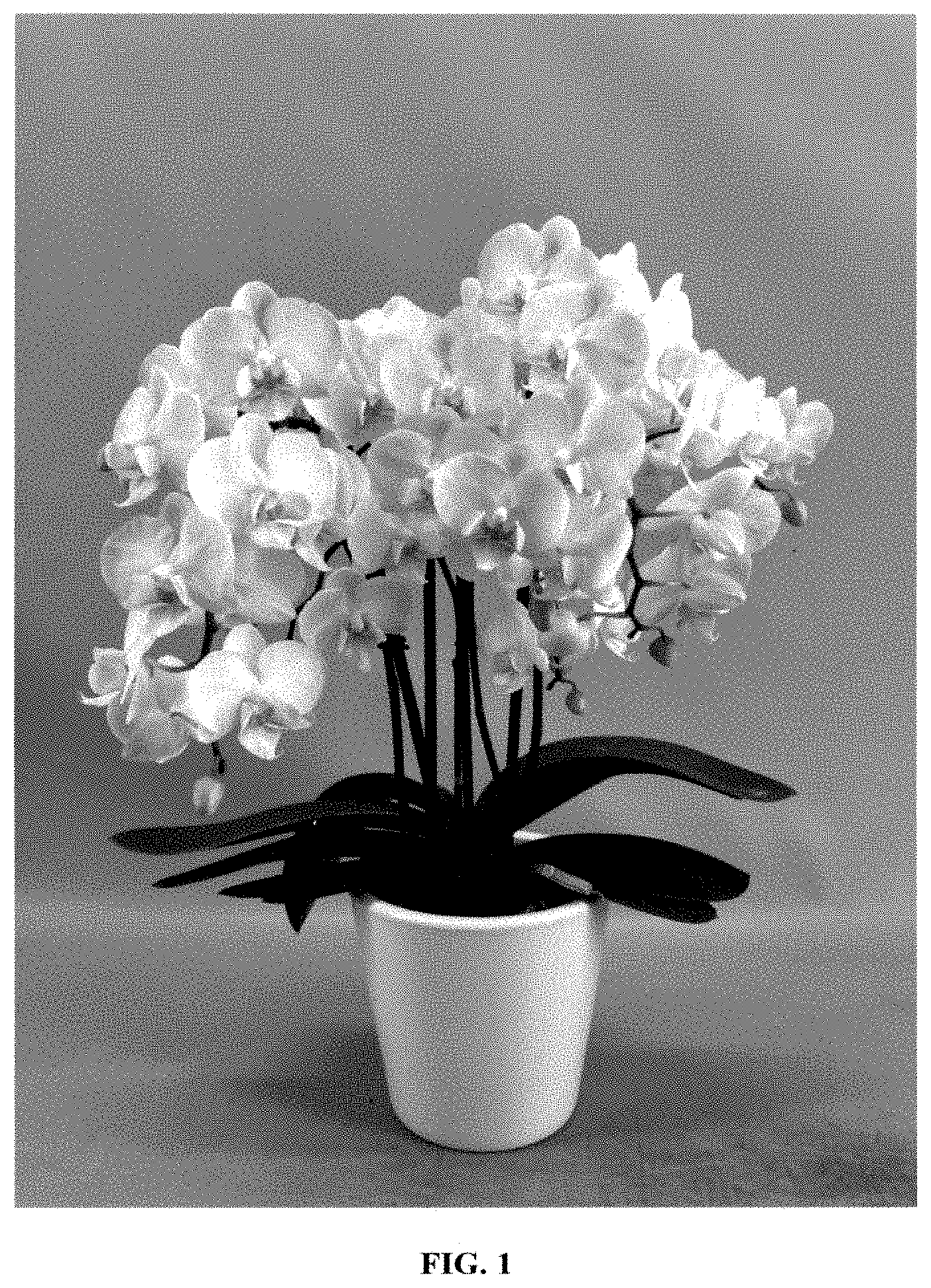 Patent USPP035418 Figure 1 – Phalaenopsis orchid plant named ‘PHA777427’