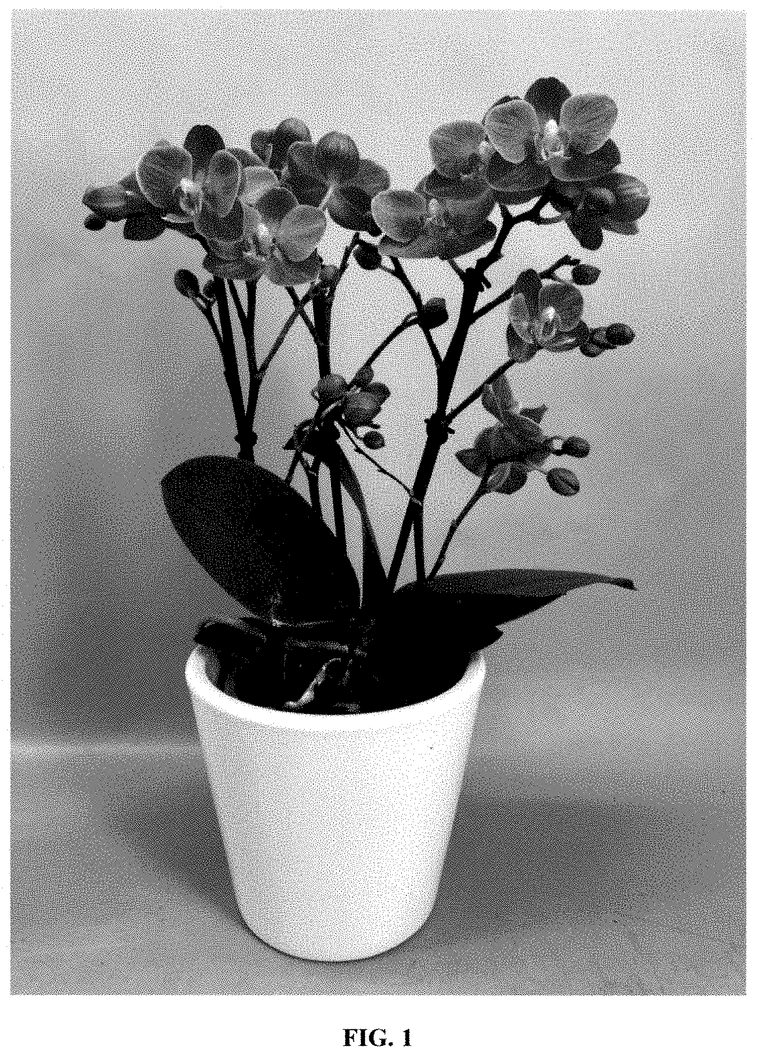 Patent USPP035419 Figure 1 – Phalaenopsis orchid plant named ‘PHA227444’
