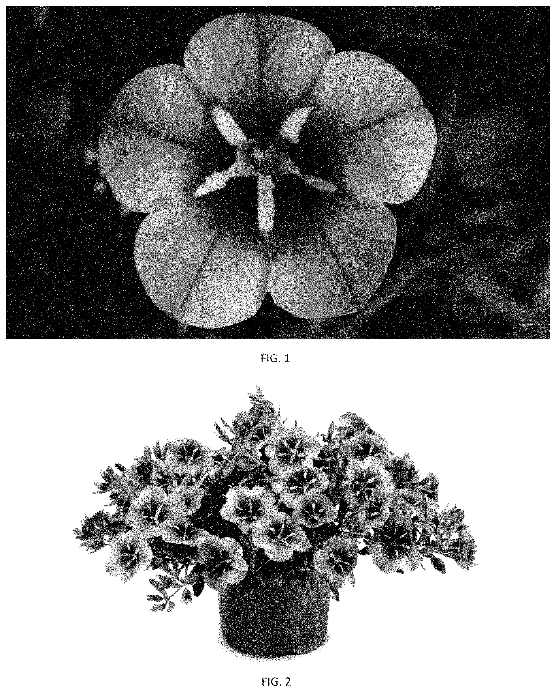 Patent USPP035420 Figure 1 – Calibrachoa plant named ‘CBRZ0046’
