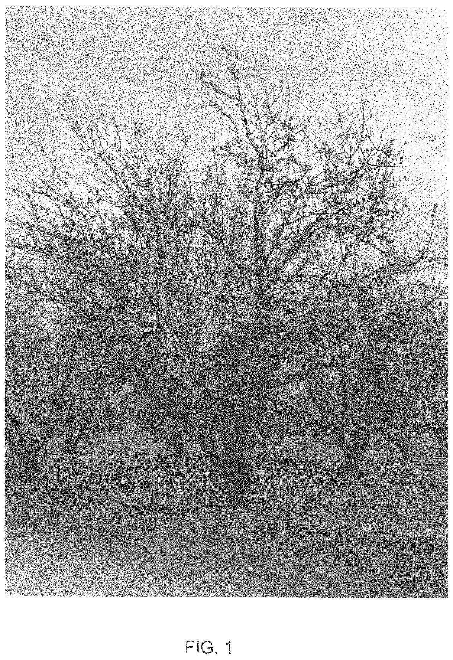 Patent USPP035421 Figure 1 – Almond tree named ‘PY1’