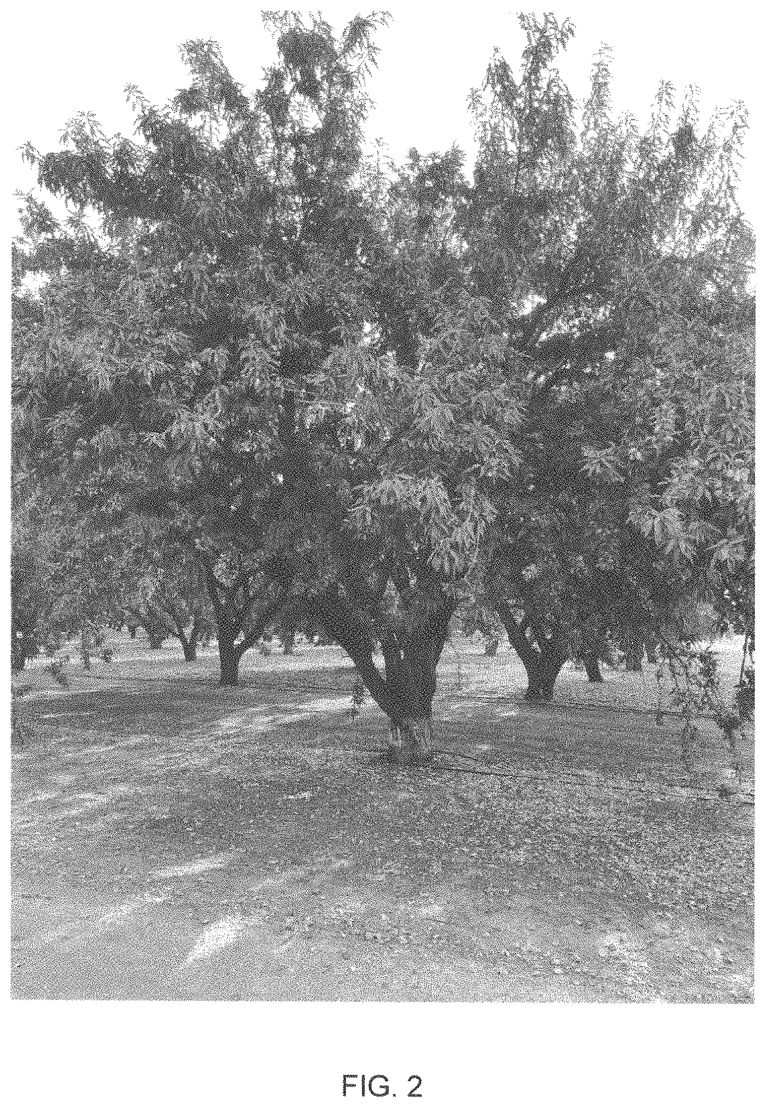 Patent USPP035421 Figure 2 – Almond tree named ‘PY1’