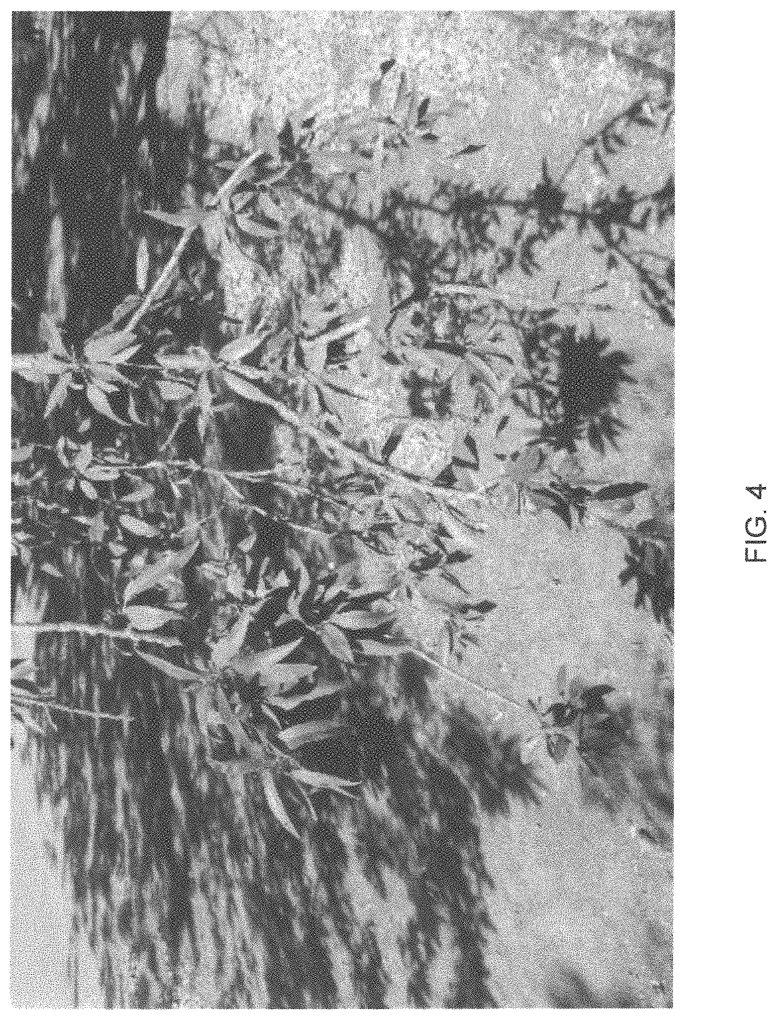 Patent USPP035421 Figure 4 – Almond tree named ‘PY1’