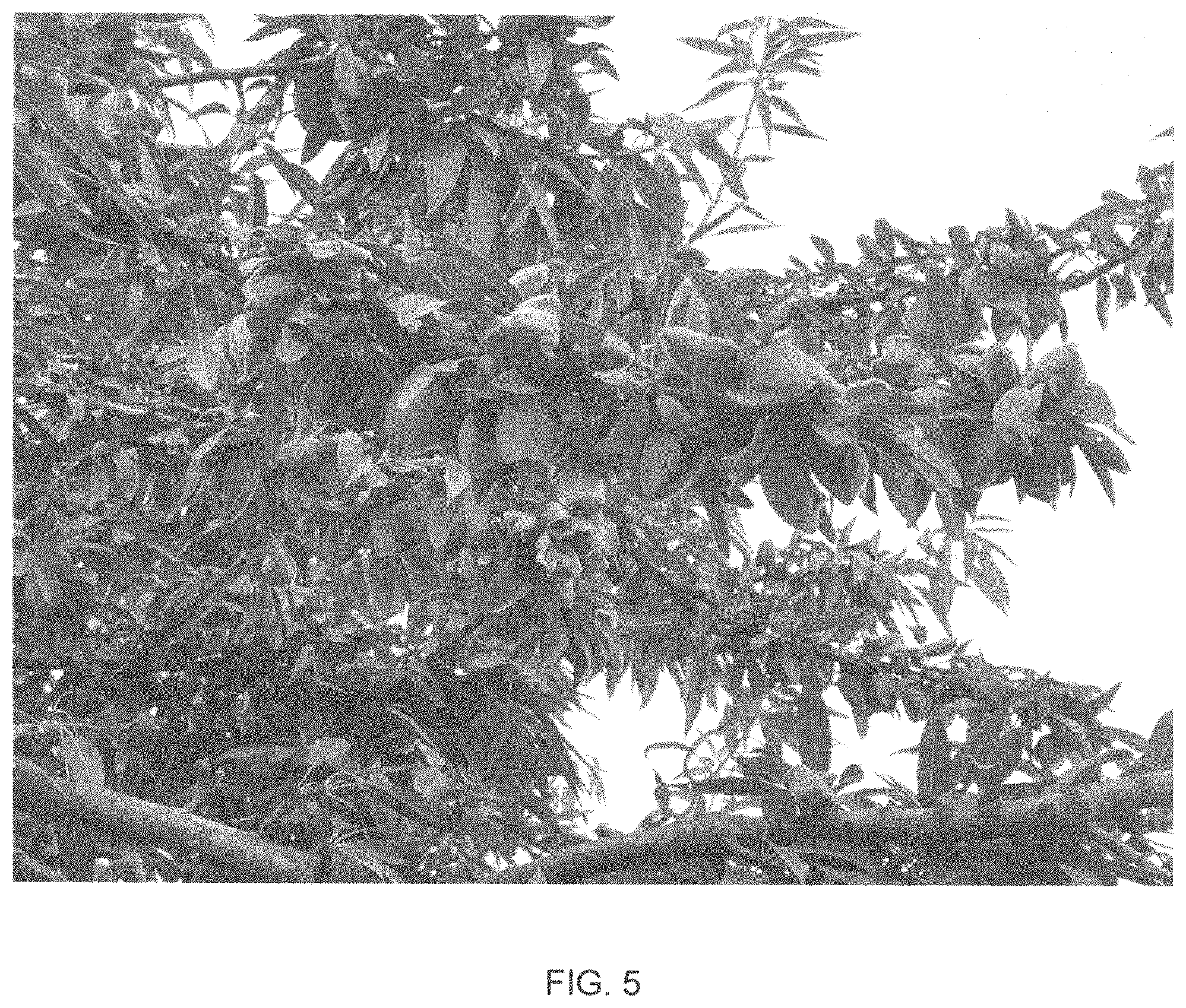 Patent USPP035421 Figure 5 – Almond tree named ‘PY1’