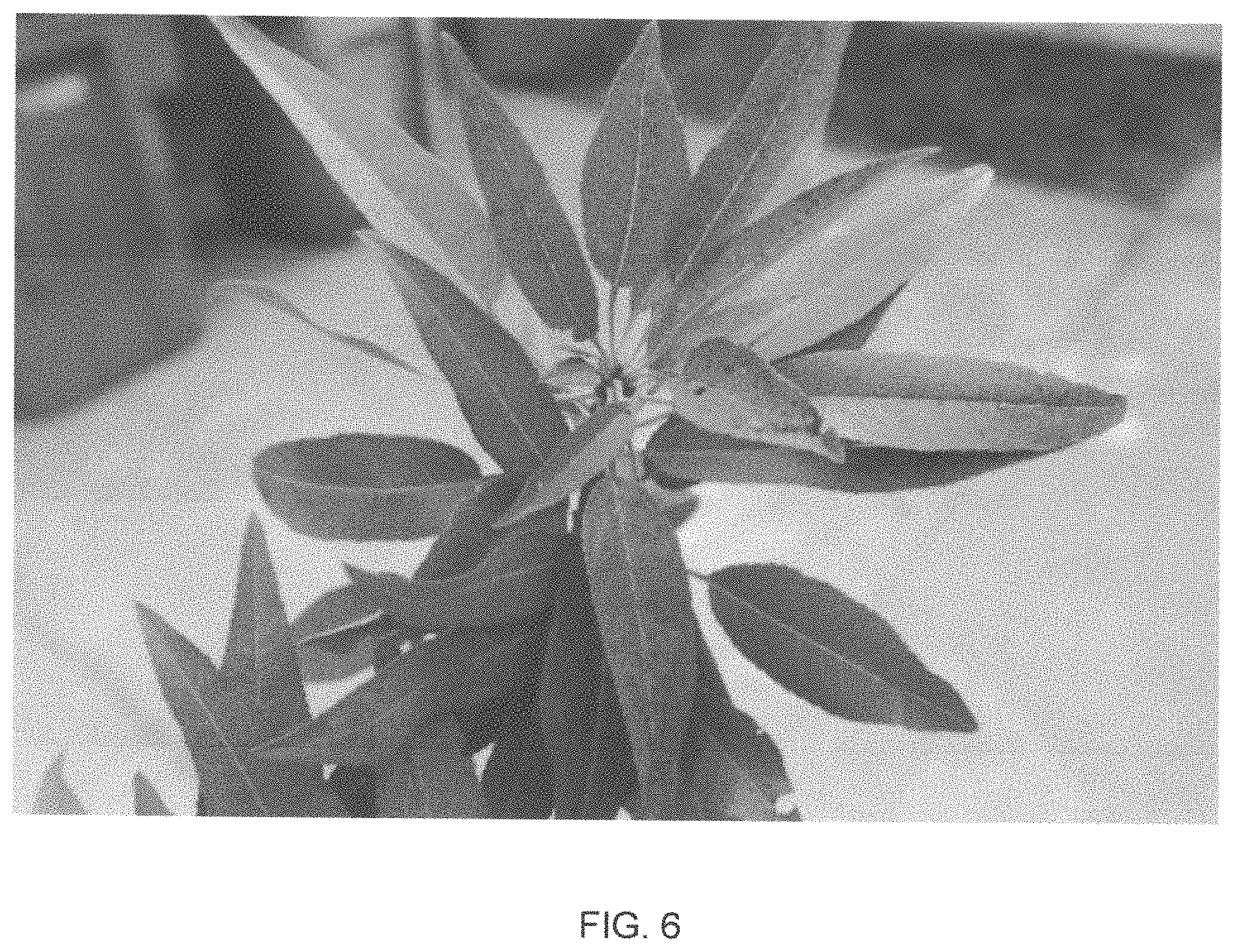 Patent USPP035421 Figure 6 – Almond tree named ‘PY1’