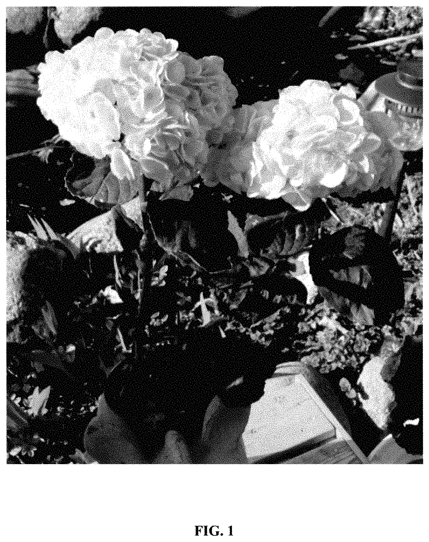 Patent USPP035422 Figure 1 – Hydrangea plant named ‘Hokomaverde’
