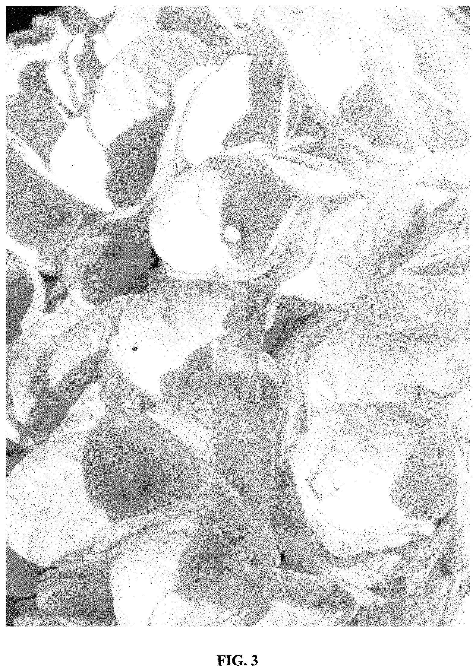Patent USPP035422 Figure 3 – Hydrangea plant named ‘Hokomaverde’