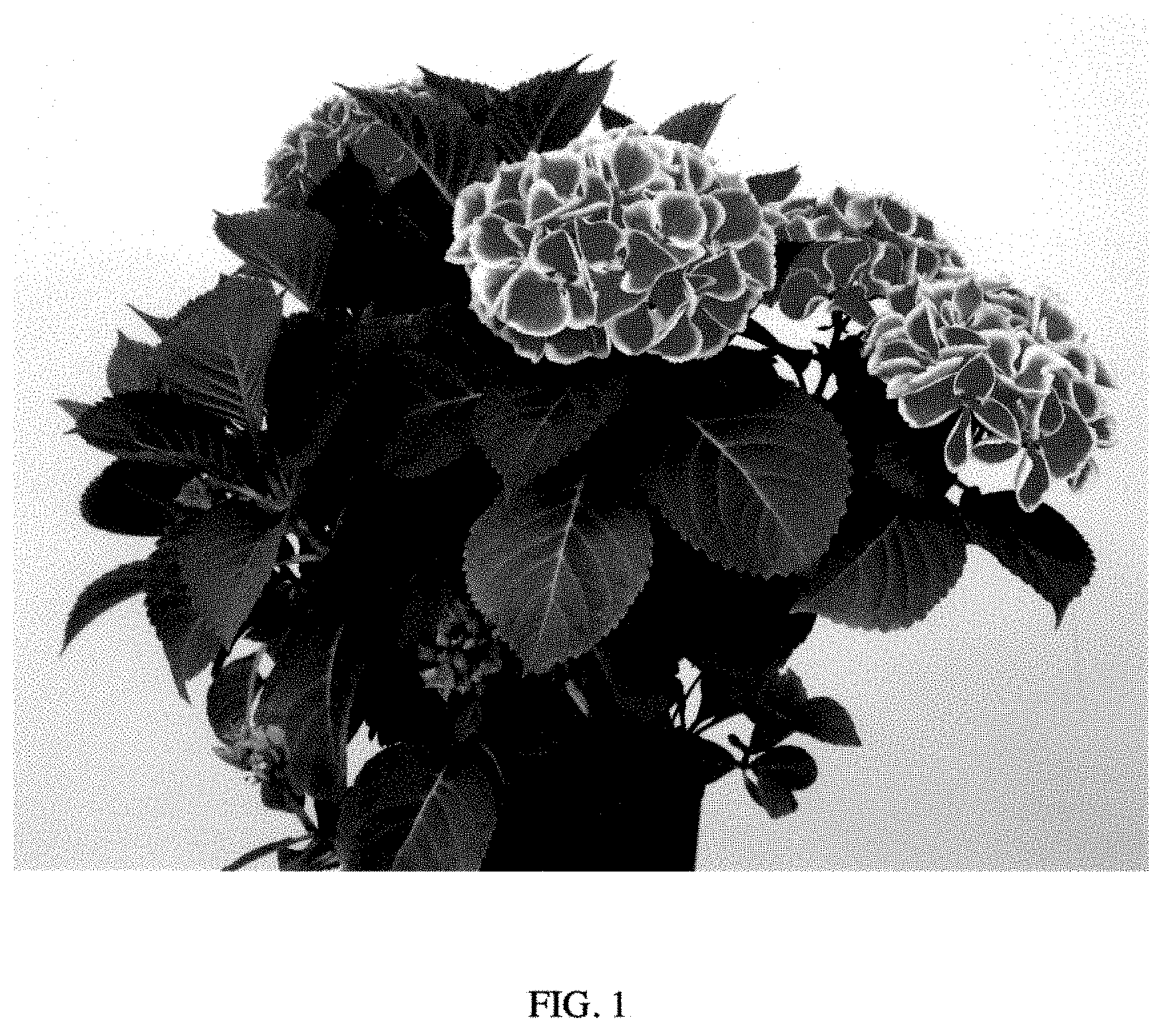 Patent USPP035423 Figure 1 – Hydrangea plant named ‘Perla59361’