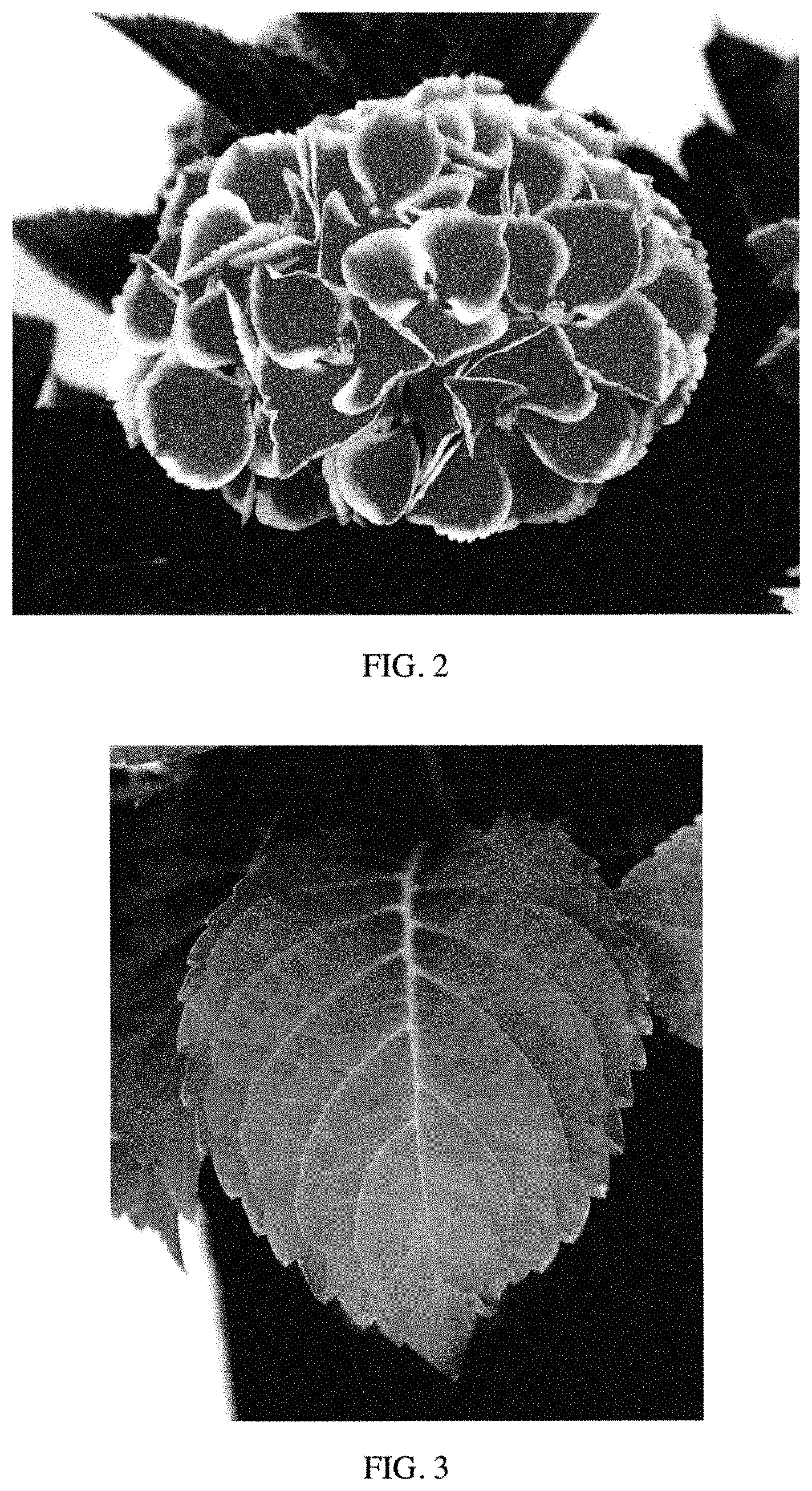 Patent USPP035423 Figure 2 – Hydrangea plant named ‘Perla59361’