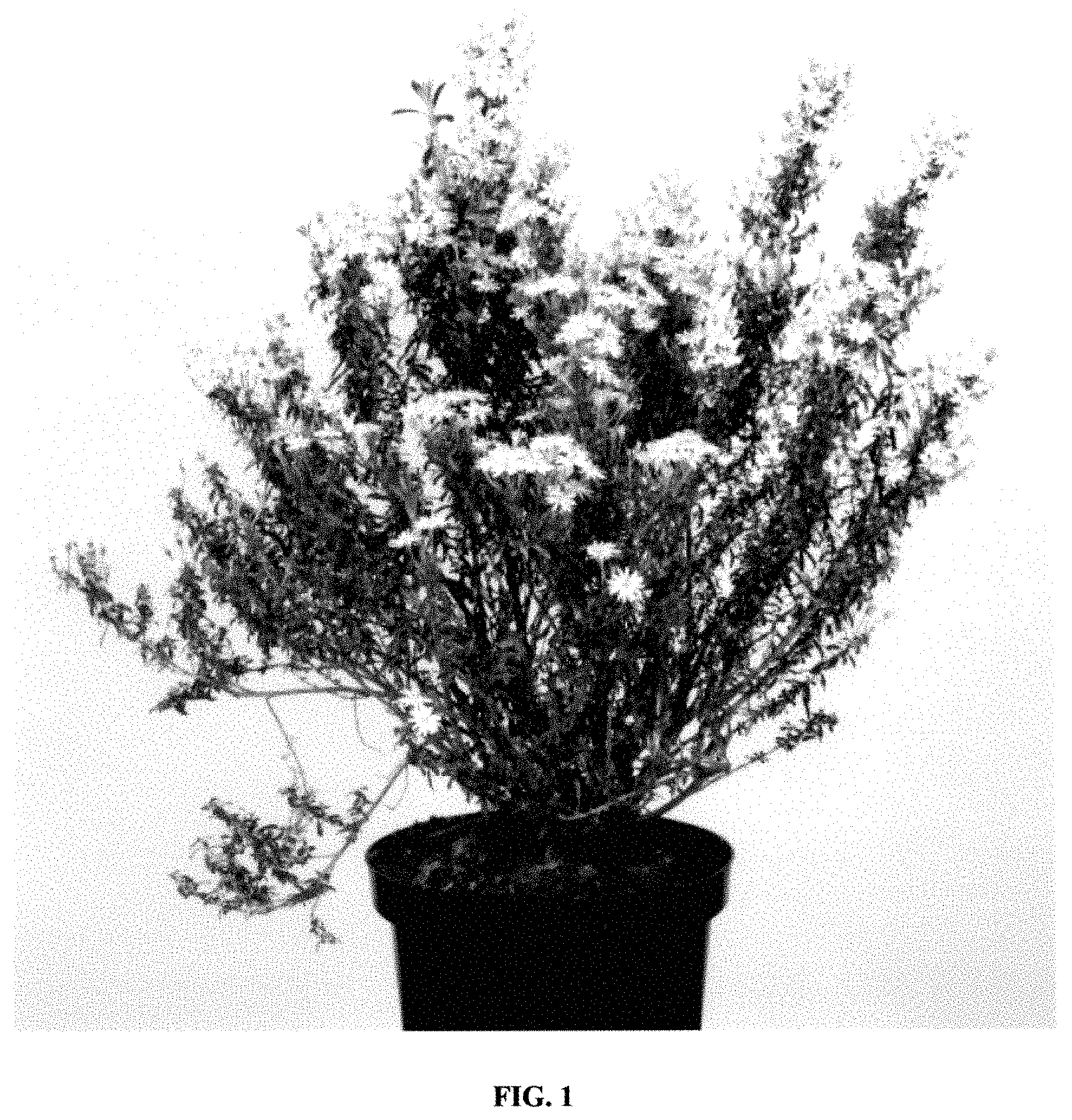 Patent USPP035424 Figure 1 – Olearia plant named ‘ARKPAP’