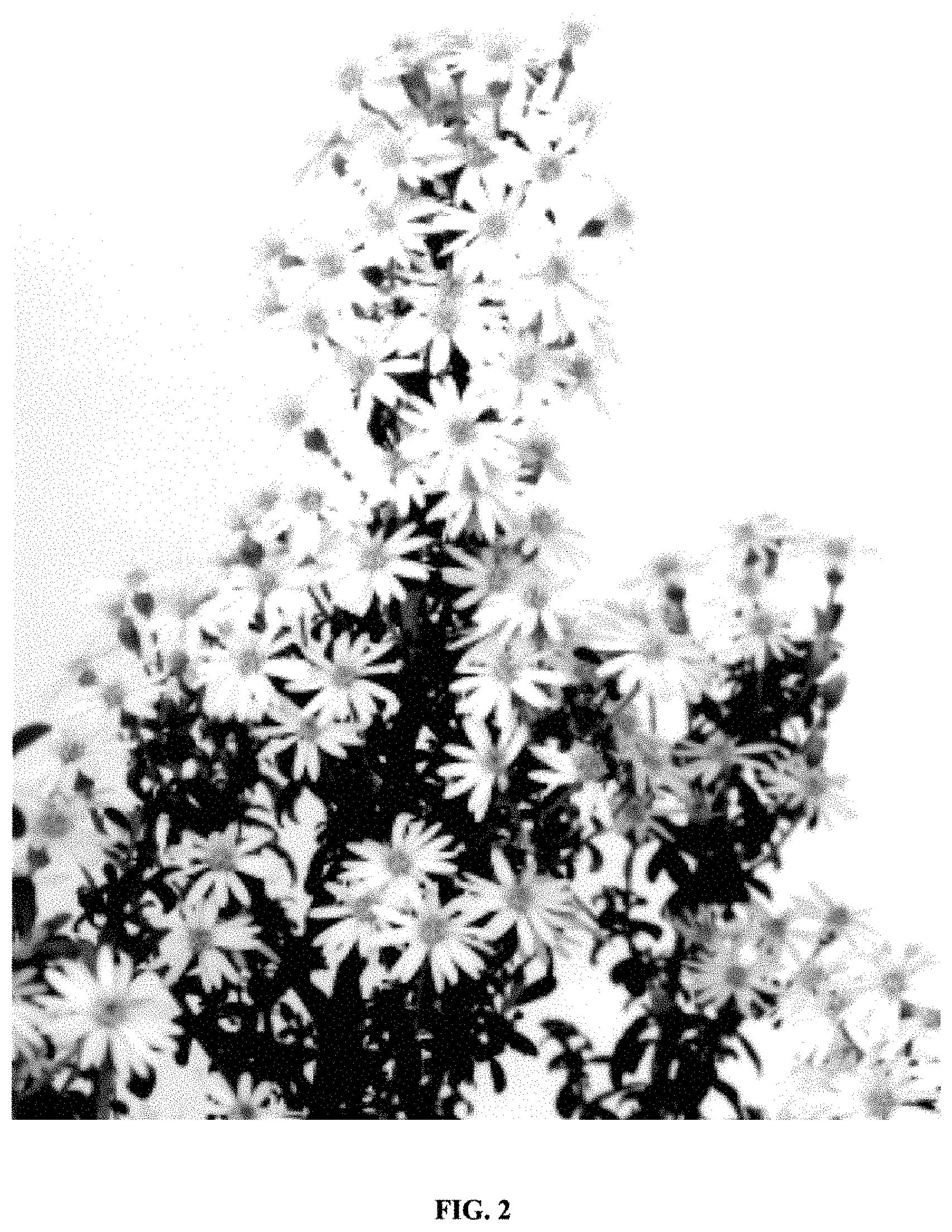 Patent USPP035424 Figure 2 – Olearia plant named ‘ARKPAP’