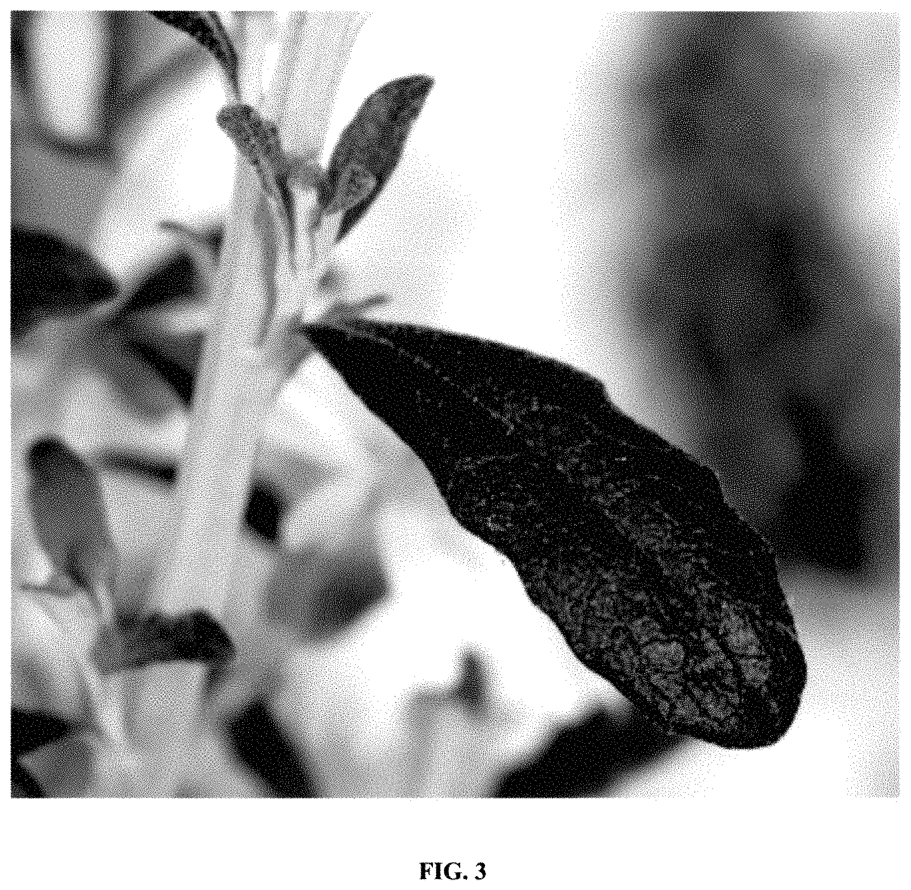 Patent USPP035424 Figure 3 – Olearia plant named ‘ARKPAP’