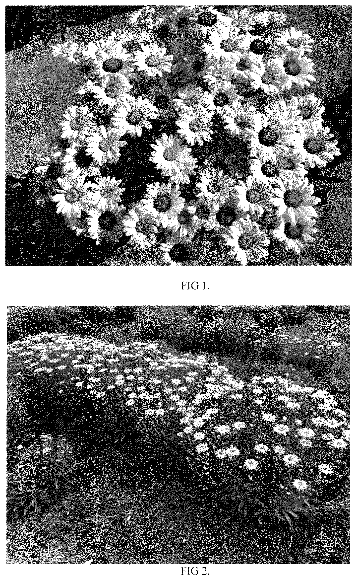 Patent USPP035425 Figure 1 – Leucanthemum superbum plant named ‘Flower Power’