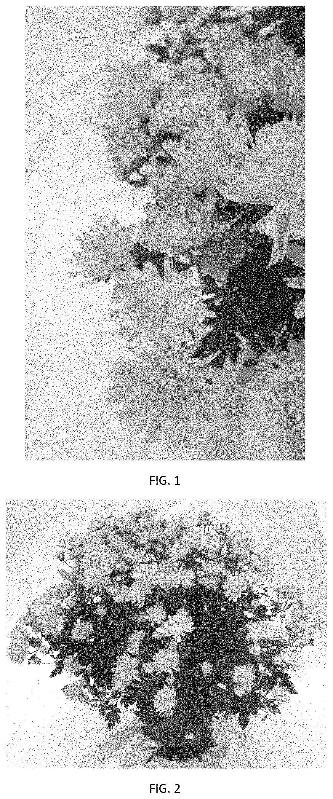 Patent USPP035426 Figure 1 – Chrysanthemum plant named ‘CIFZ0101’