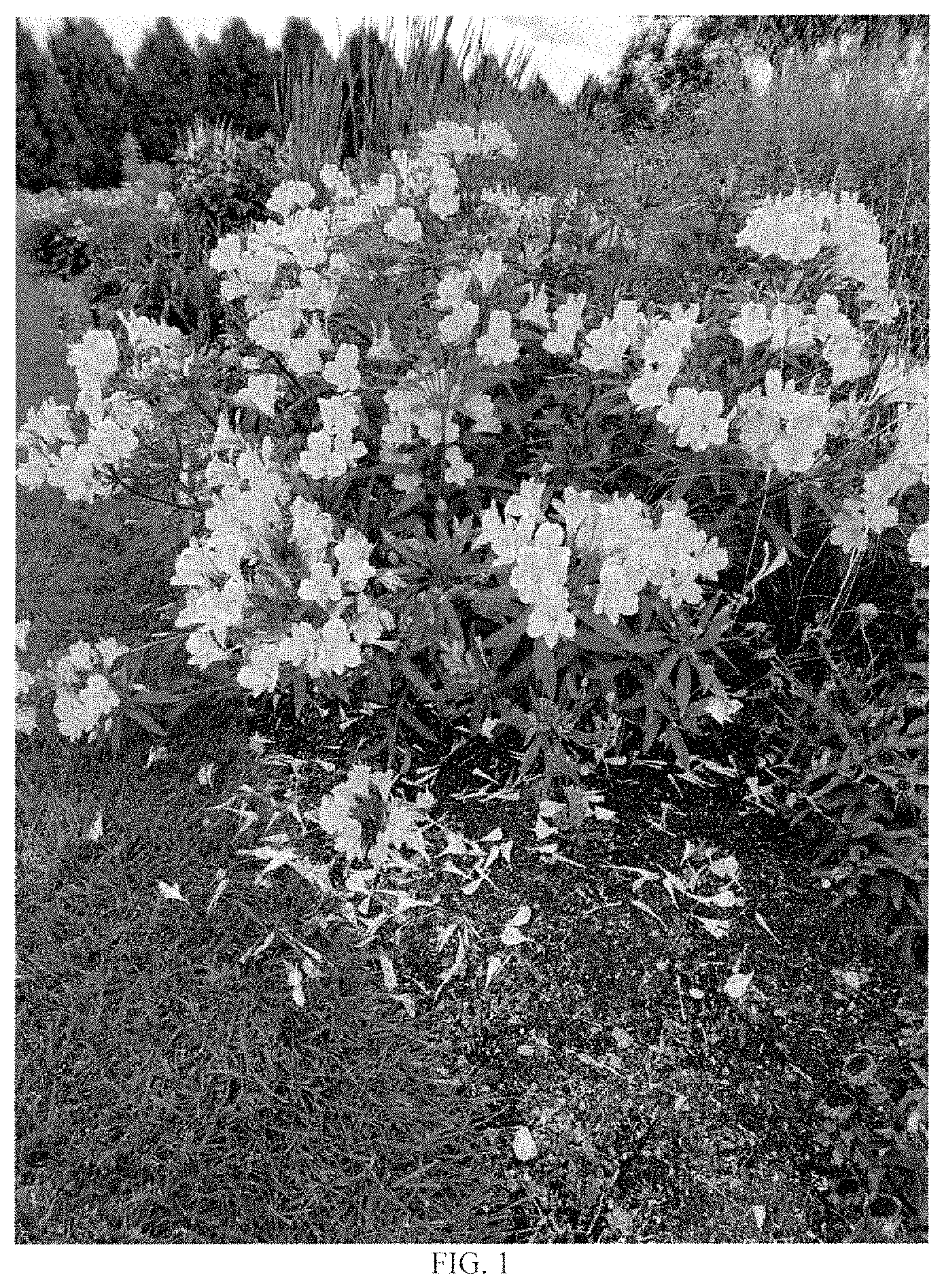 Patent USPP035427 Figure 1 – Alstroemeria plant named ‘Golden Tiara’