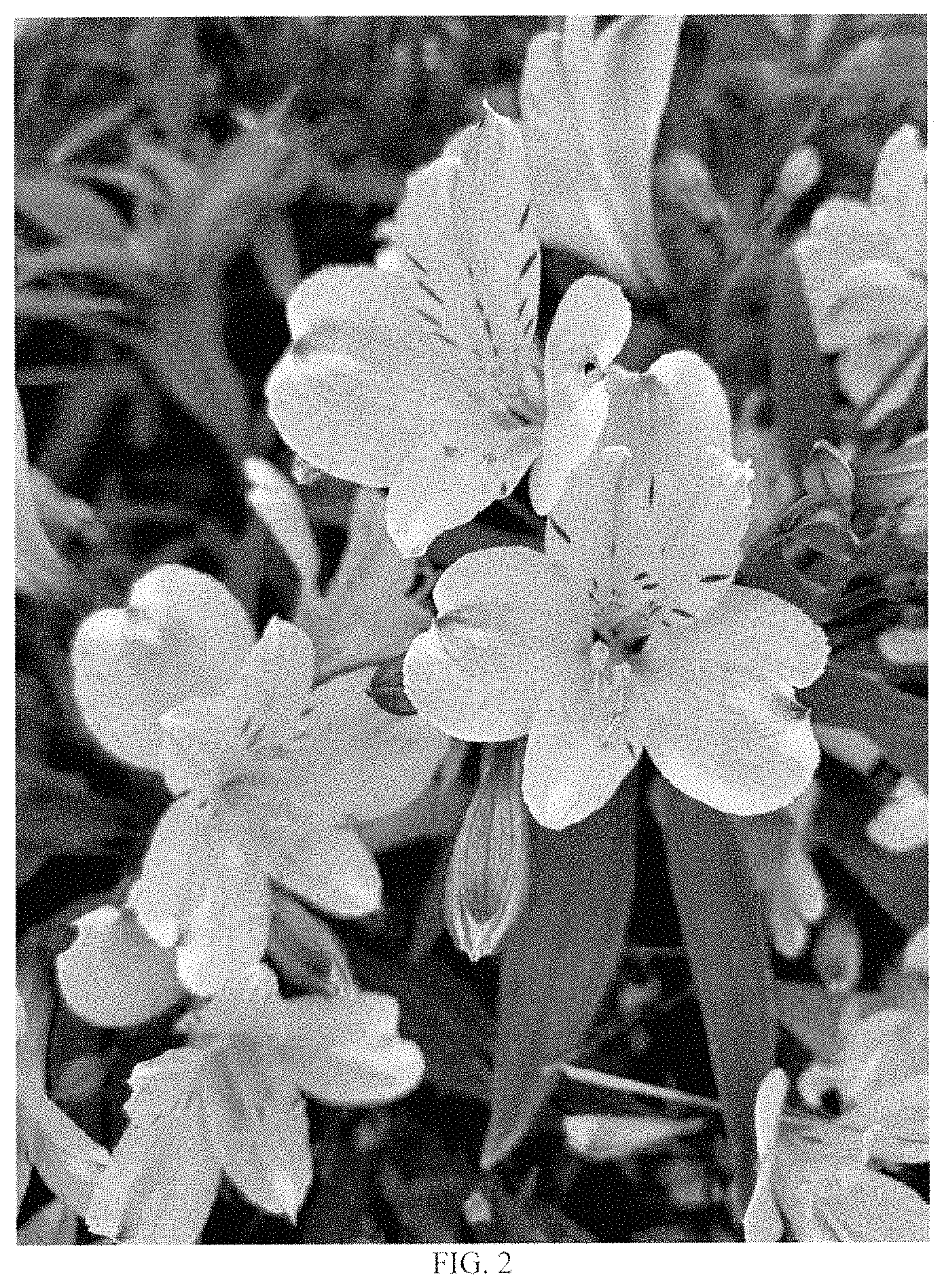 Patent USPP035427 Figure 2 – Alstroemeria plant named ‘Golden Tiara’