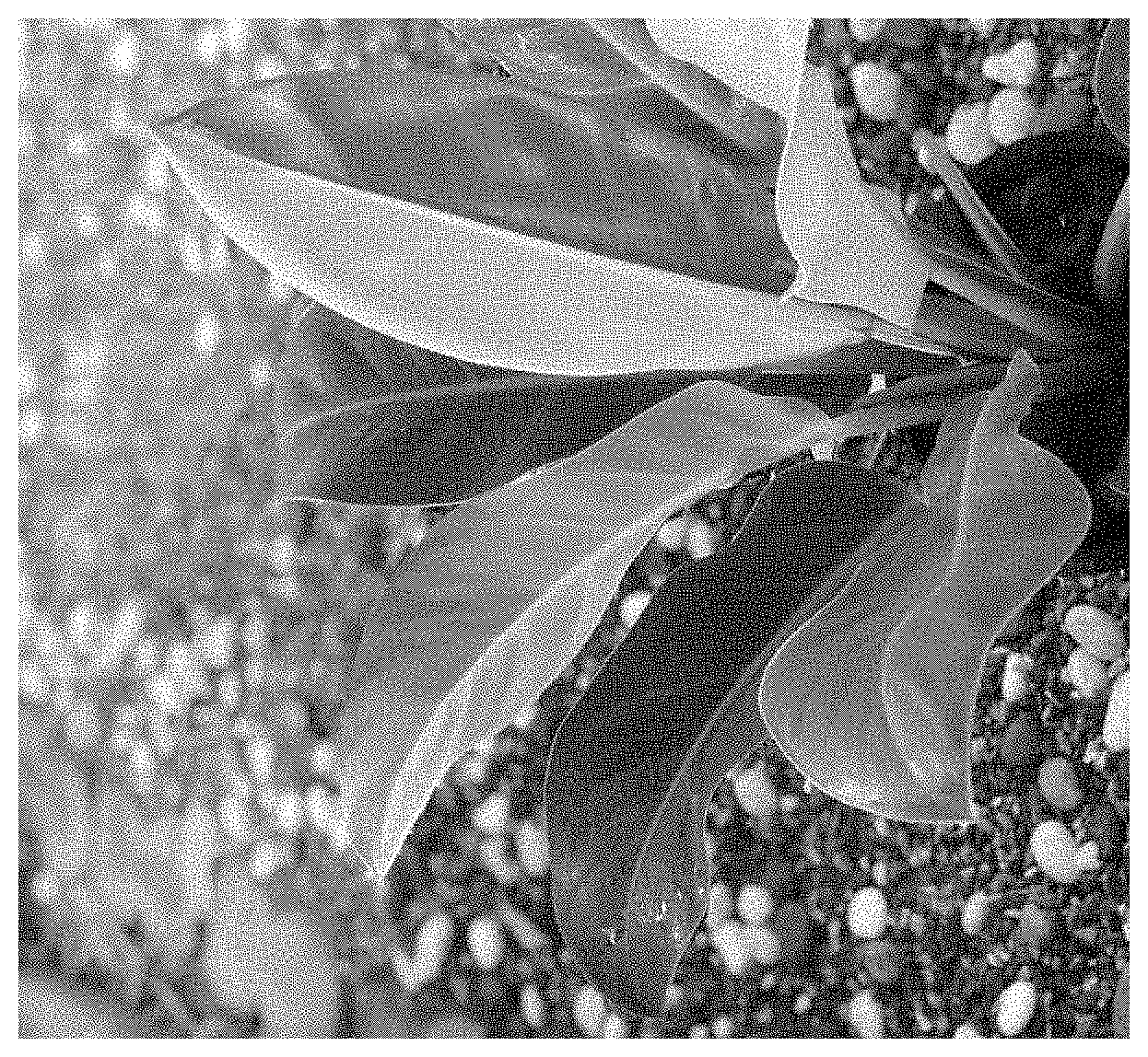 Patent USPP035428 Figure 1 – Philodendron red moon plant named ‘Fire Moon’