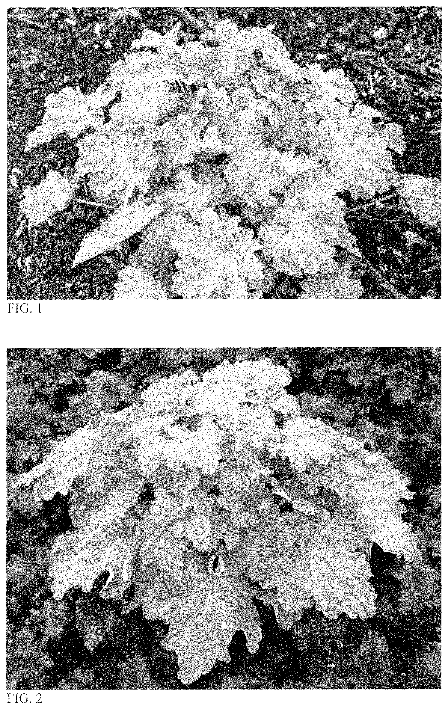 Patent USPP035429 Figure 1 – Heuchera plant named ‘Ball Gown’