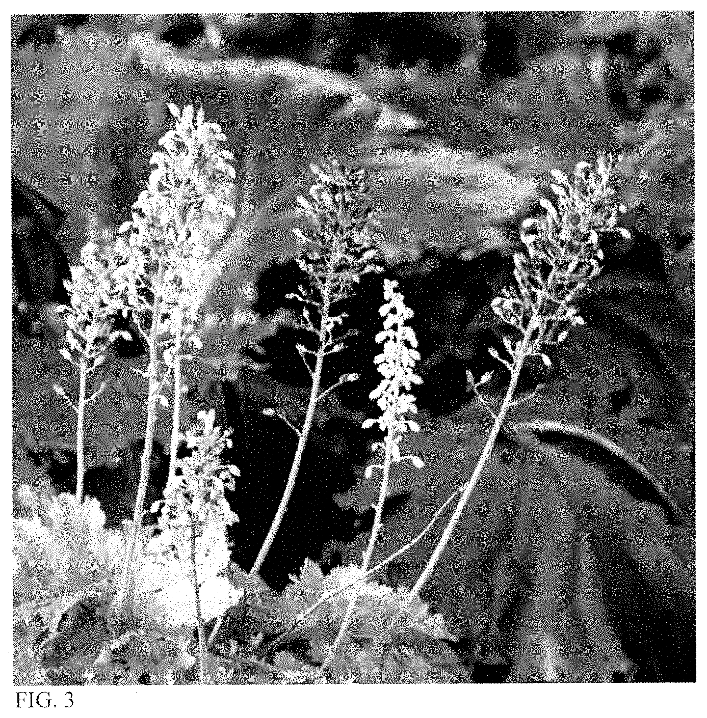 Patent USPP035429 Figure 2 – Heuchera plant named ‘Ball Gown’