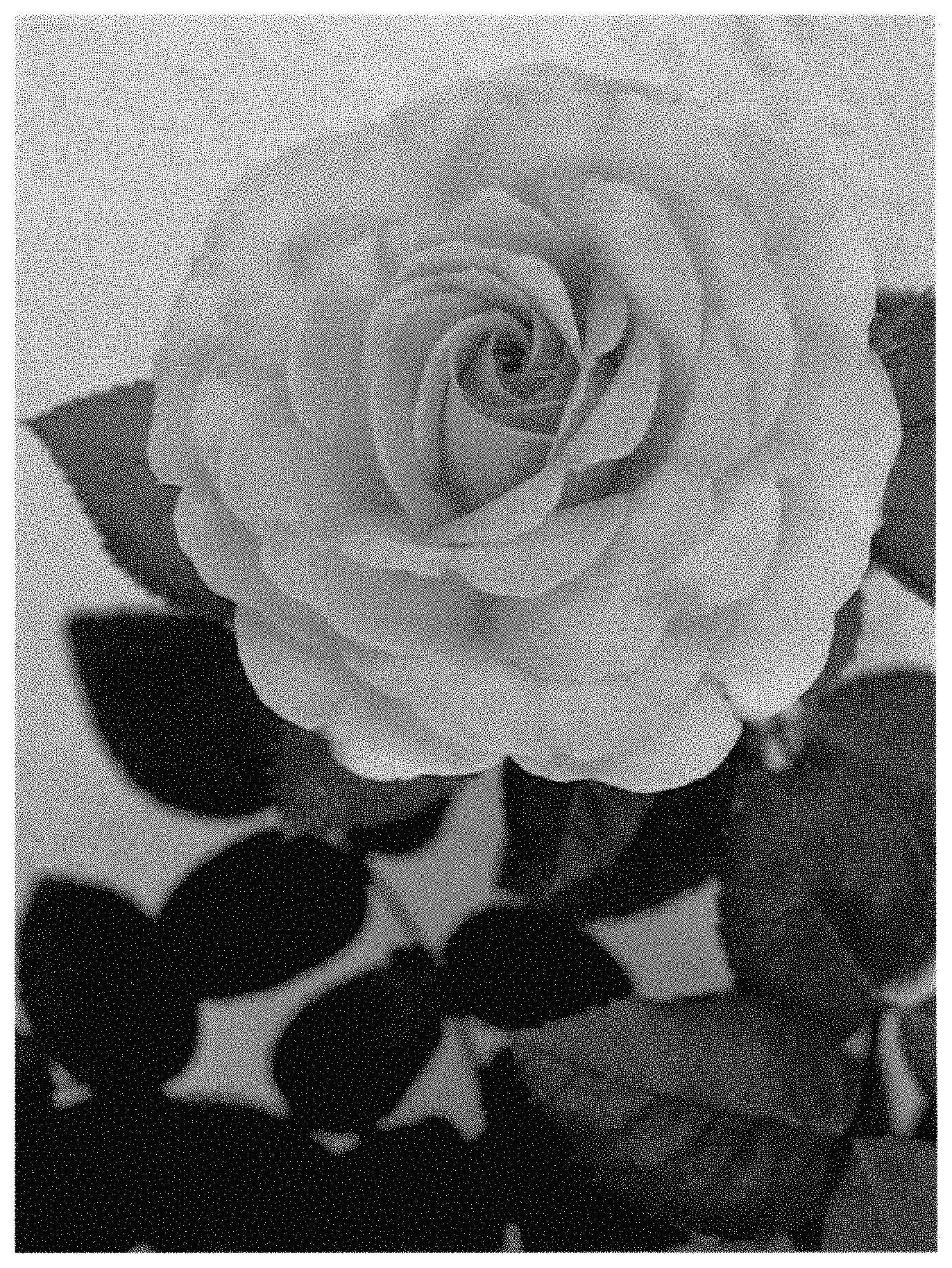 Patent USPP035430 — Climber rose plant named ‘LIMprofessorleenean’ — Figure 1