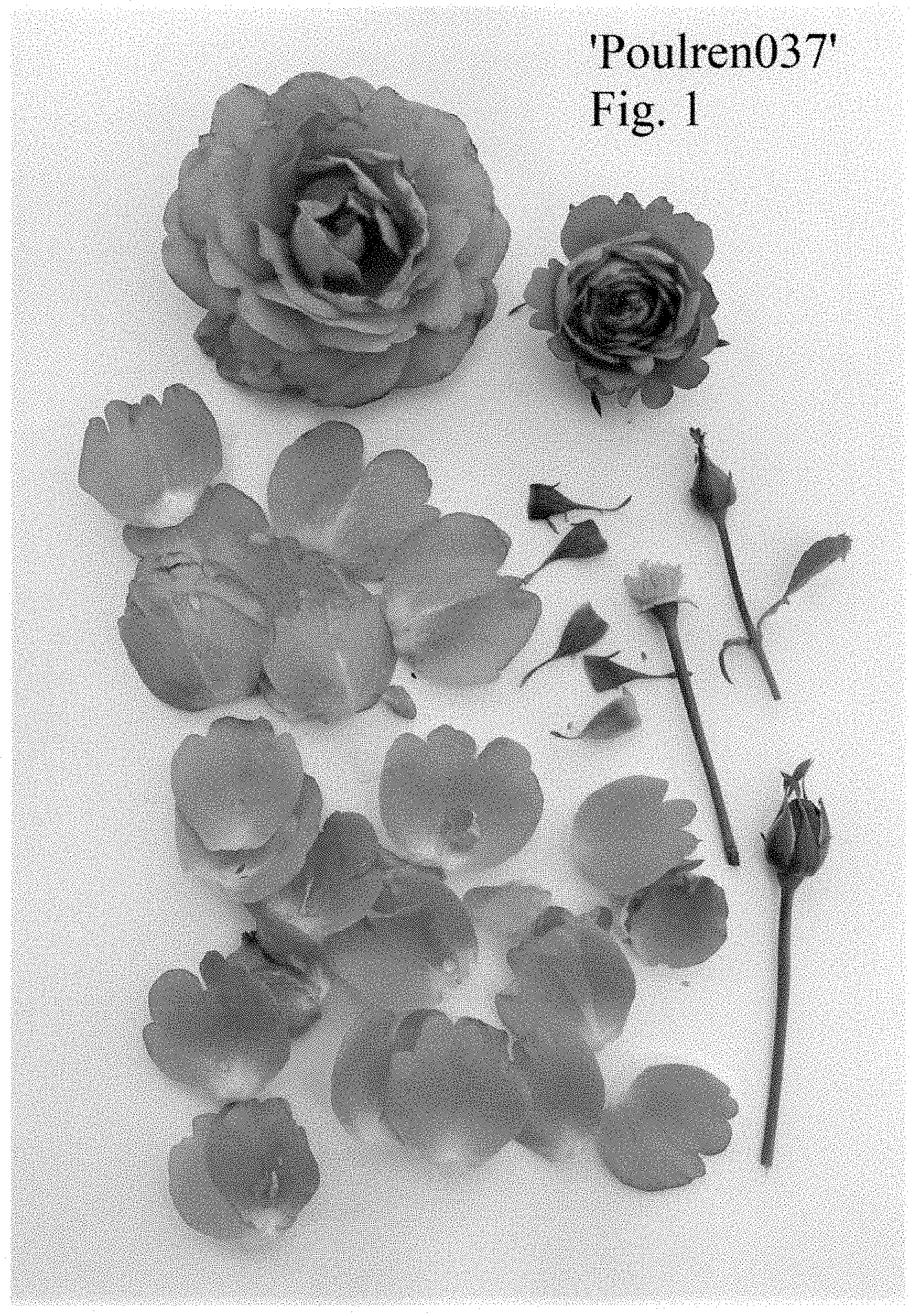 Patent USPP035431 — Rose plant named ‘Poulren037’ — Figure 1