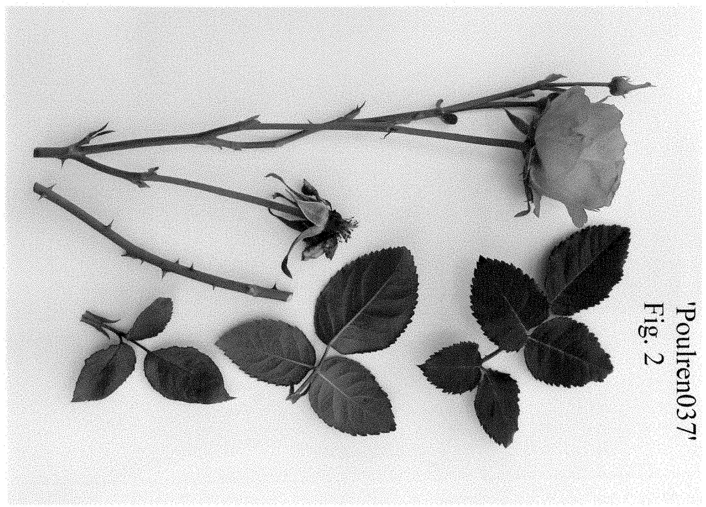 Patent USPP035431 Figure 2 – Rose plant named ‘Poulren037’