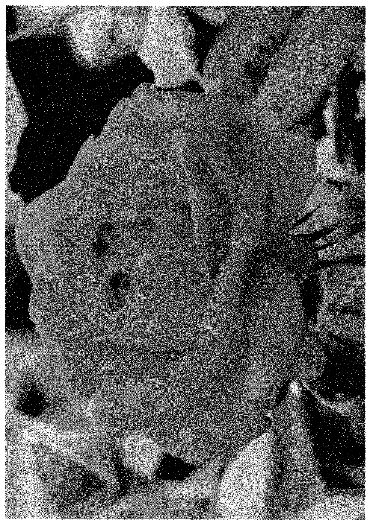 Patent USPP035432 Figure 1 – Rose plant named ‘ALTsantared’
